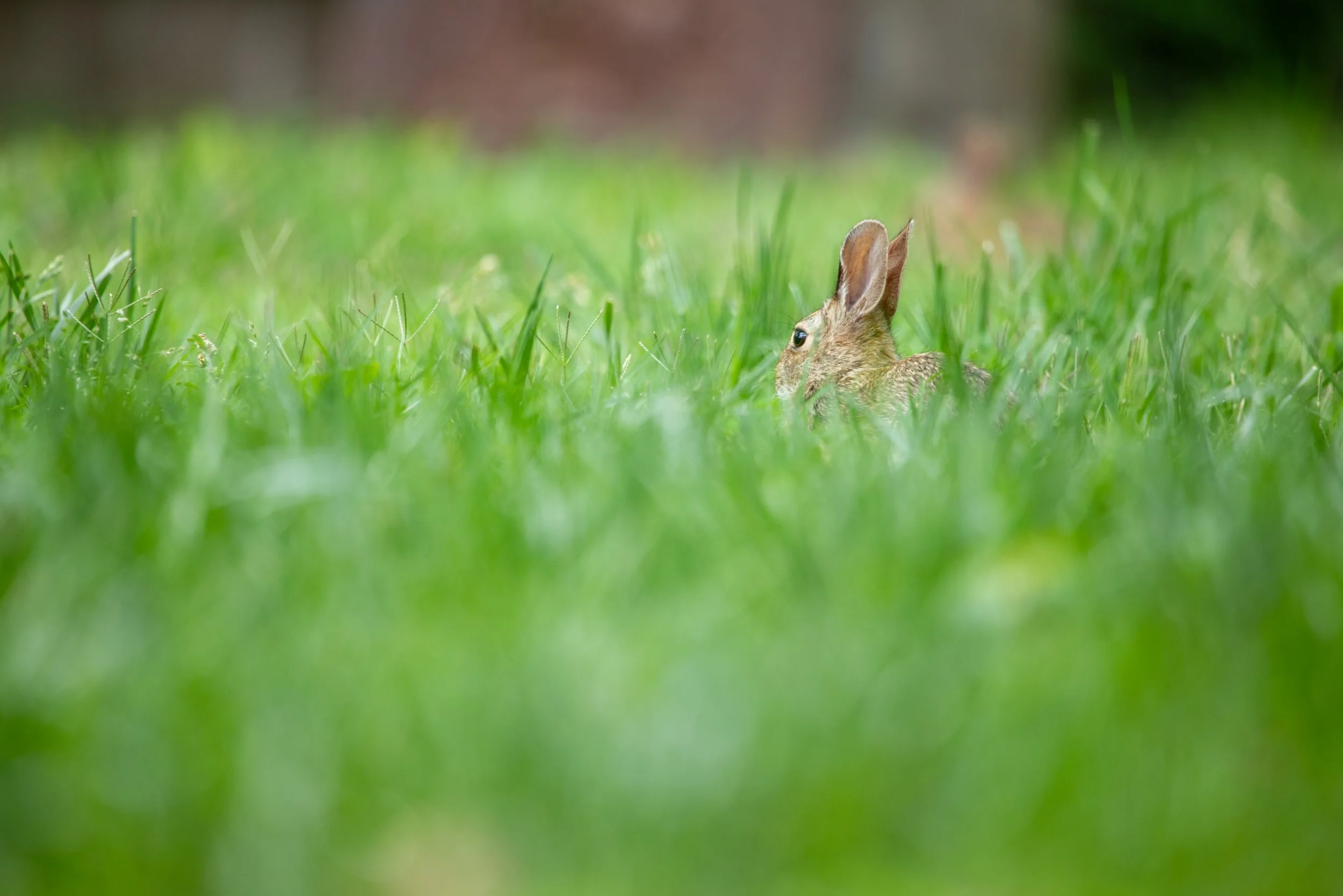 1:1 Rabbit Relaxing.jpg