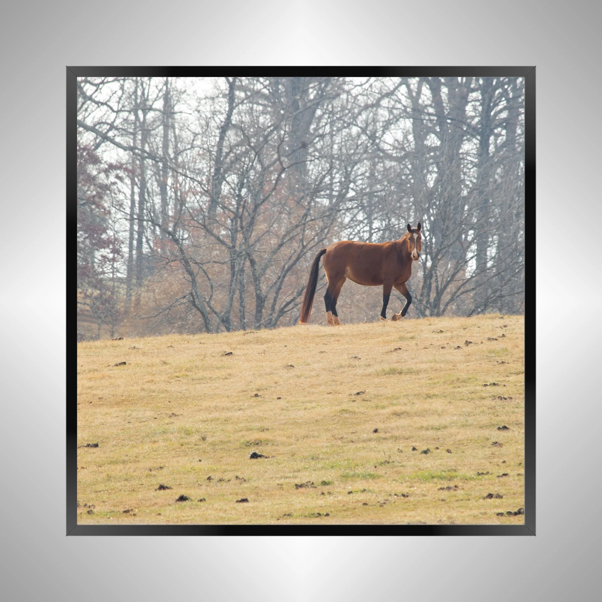 1/10 Shenandoah Horse