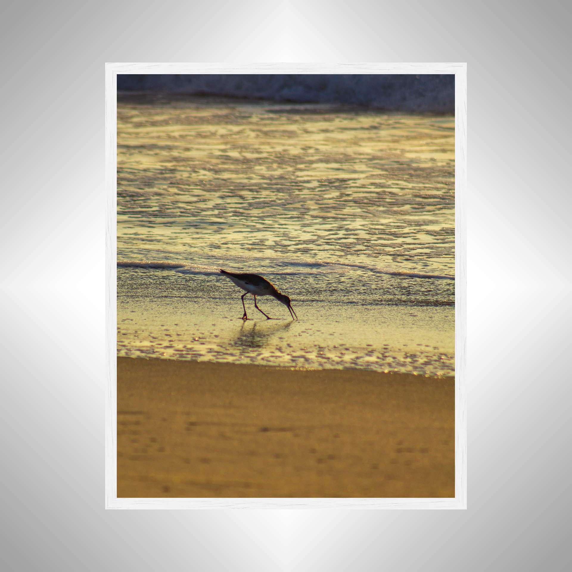 1:1 Willet Eating at Sunrise- White.jpg