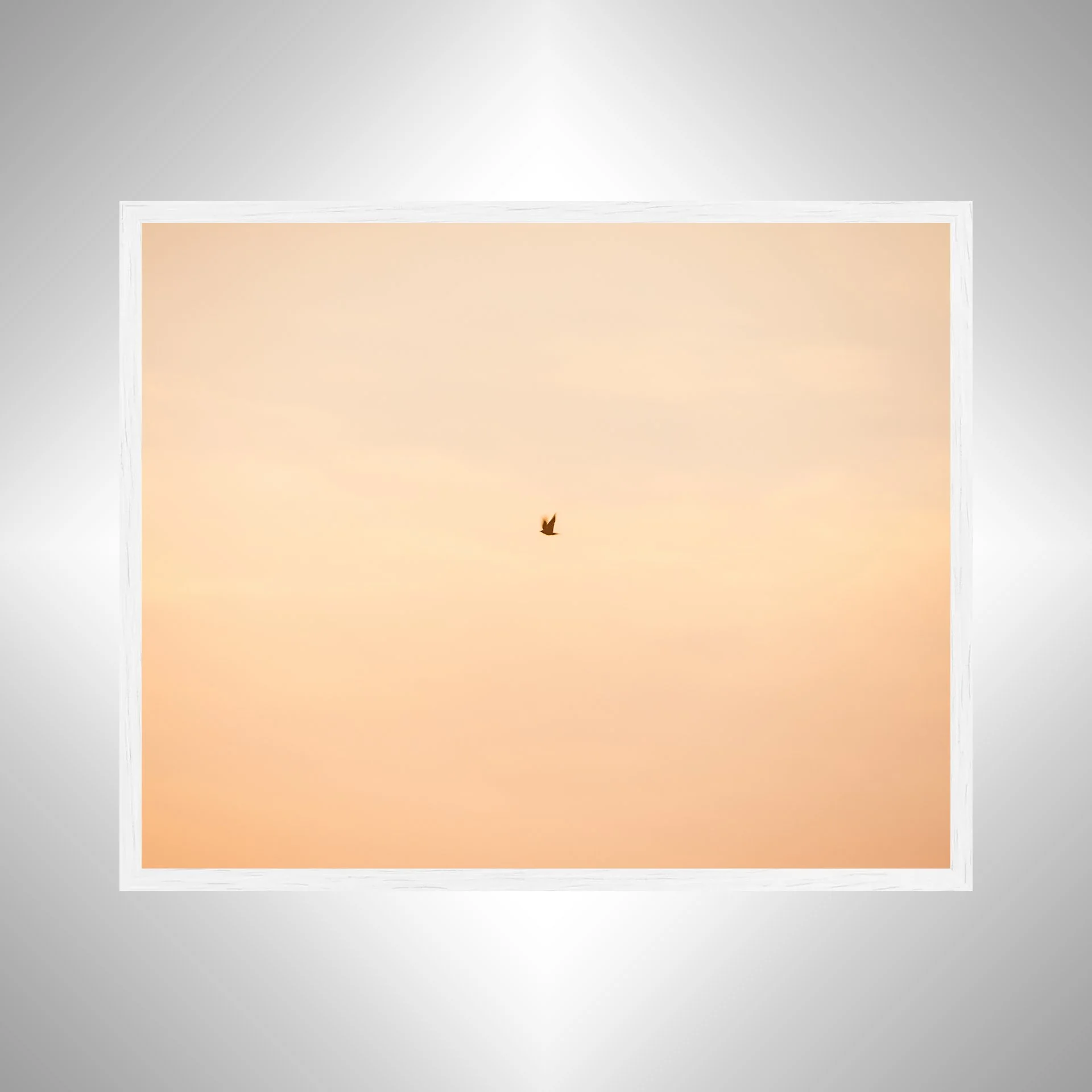 1:1 Slow Shutter Sunrise Seagull- White.jpg