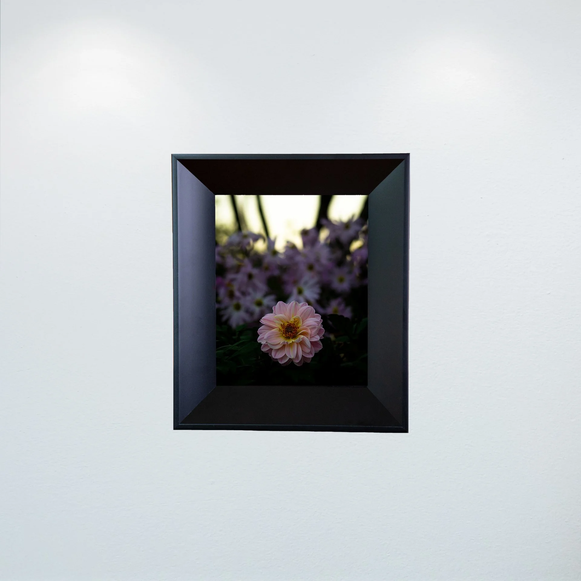 1:10 Pink Dahlia at Botanical Gardens- Mini.jpg