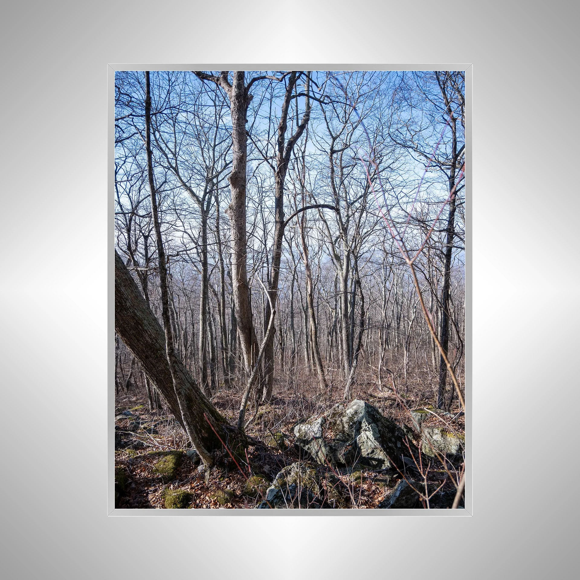 1:1 Shenandoah National Park Forest during Winter- Silver.jpg