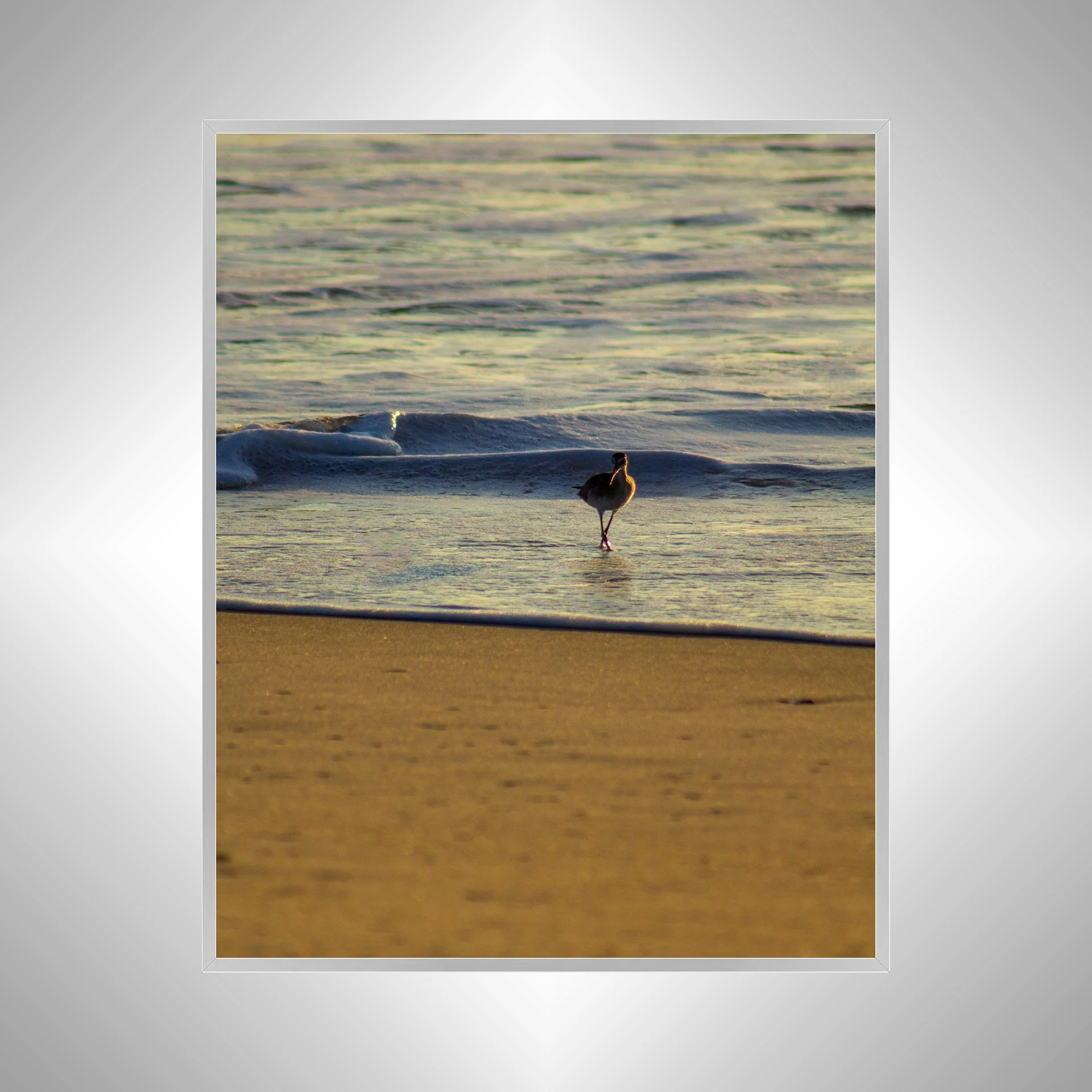 1:1 Willet at Sunrise- Silver.jpg