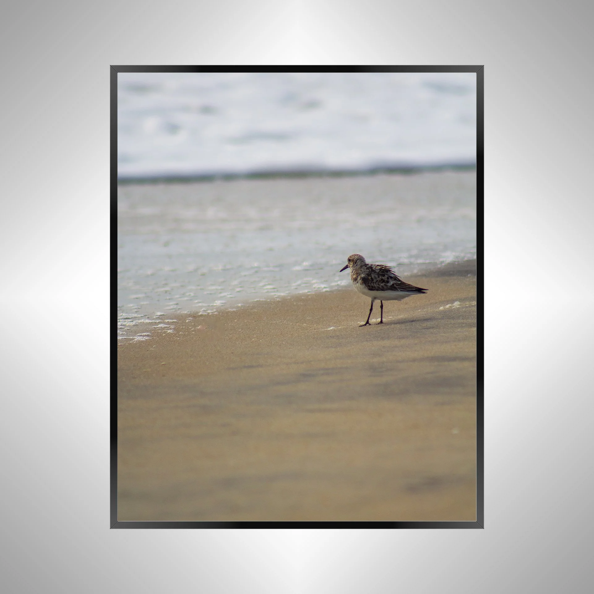 1/10 Sanderling at the Beach