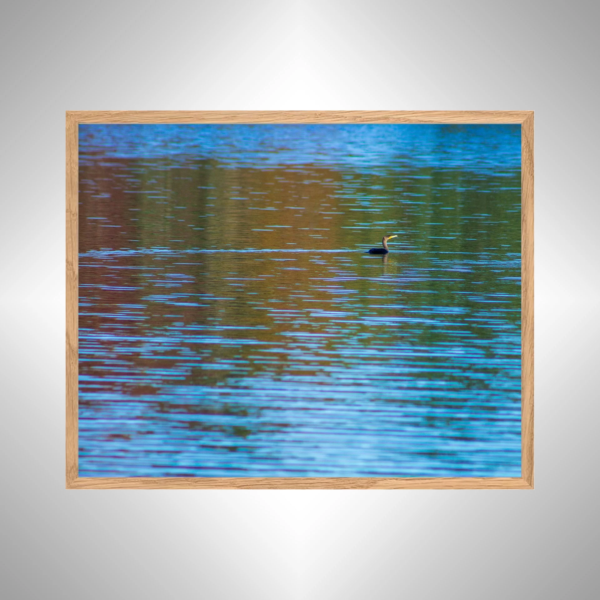1:10 Cormorant Floating at Botanical Garden- White copy NATTY.jpg