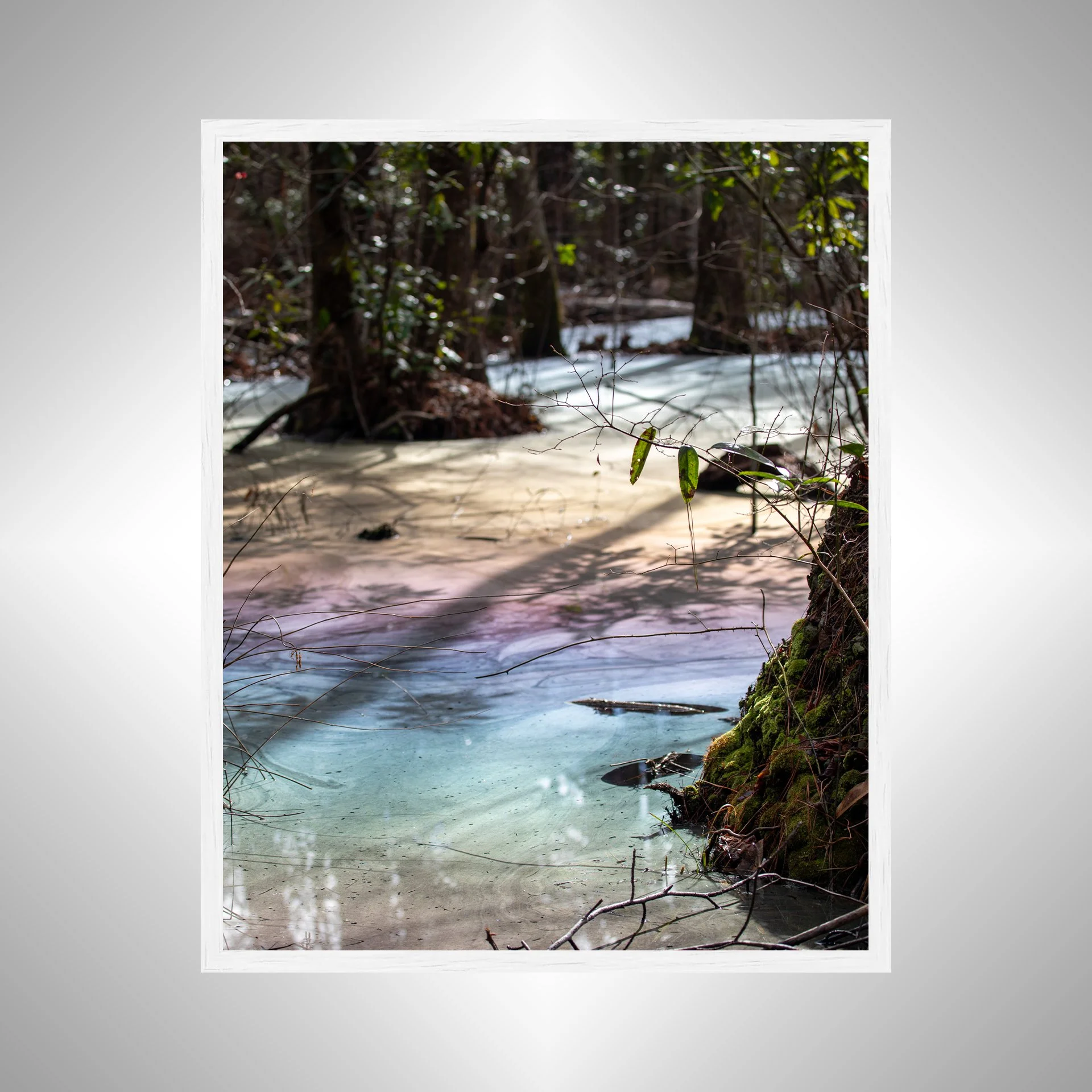 1:1 Rainbow Swamp at Seashore State Park- White.jpg