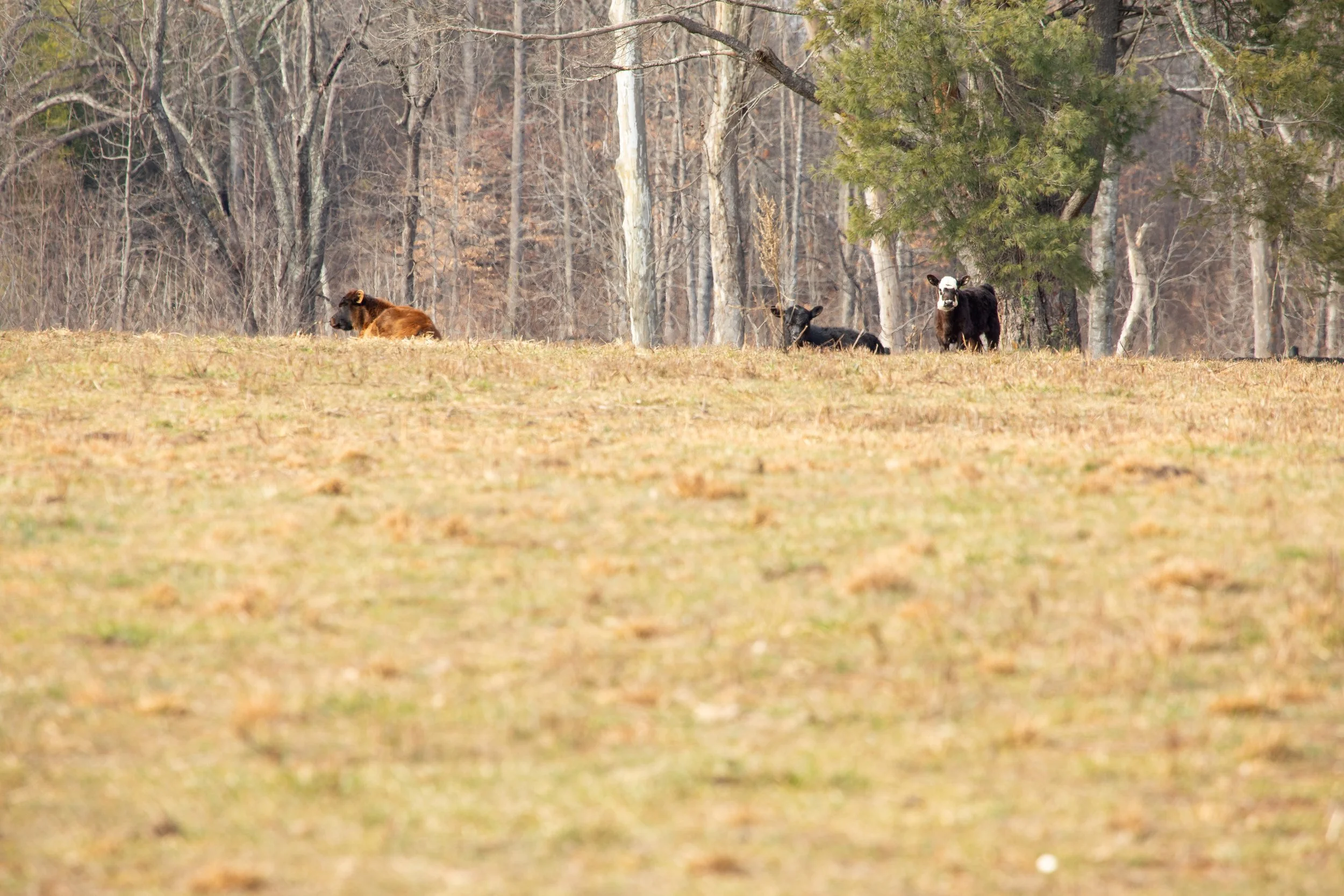 1:10 Cows on Shenandoah Hill.jpg