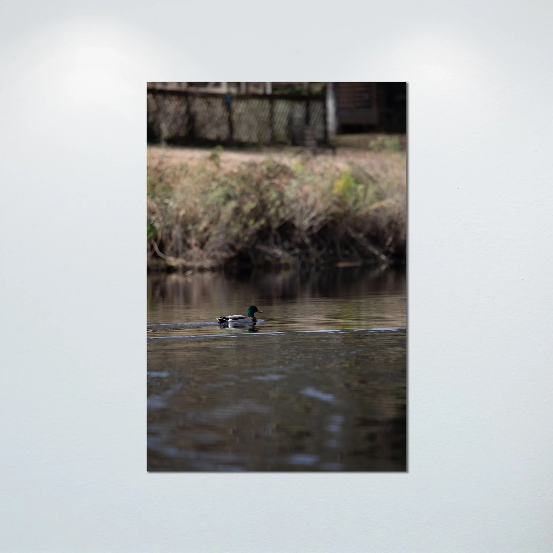1:10 Duck at Seashore State Park- Poster & Canvas.jpg
