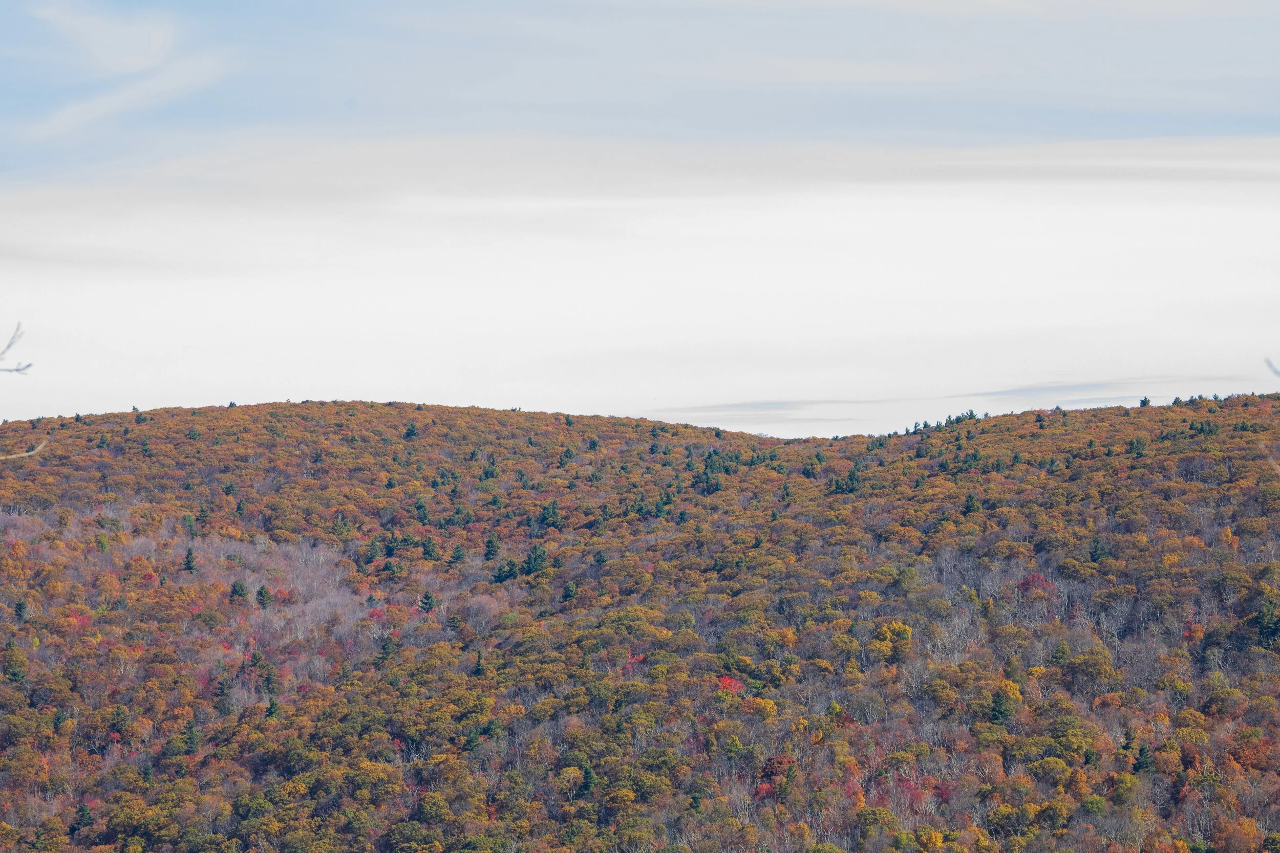 1:1 Shenandoah Mountain Tree Canopy at Fall.jpg