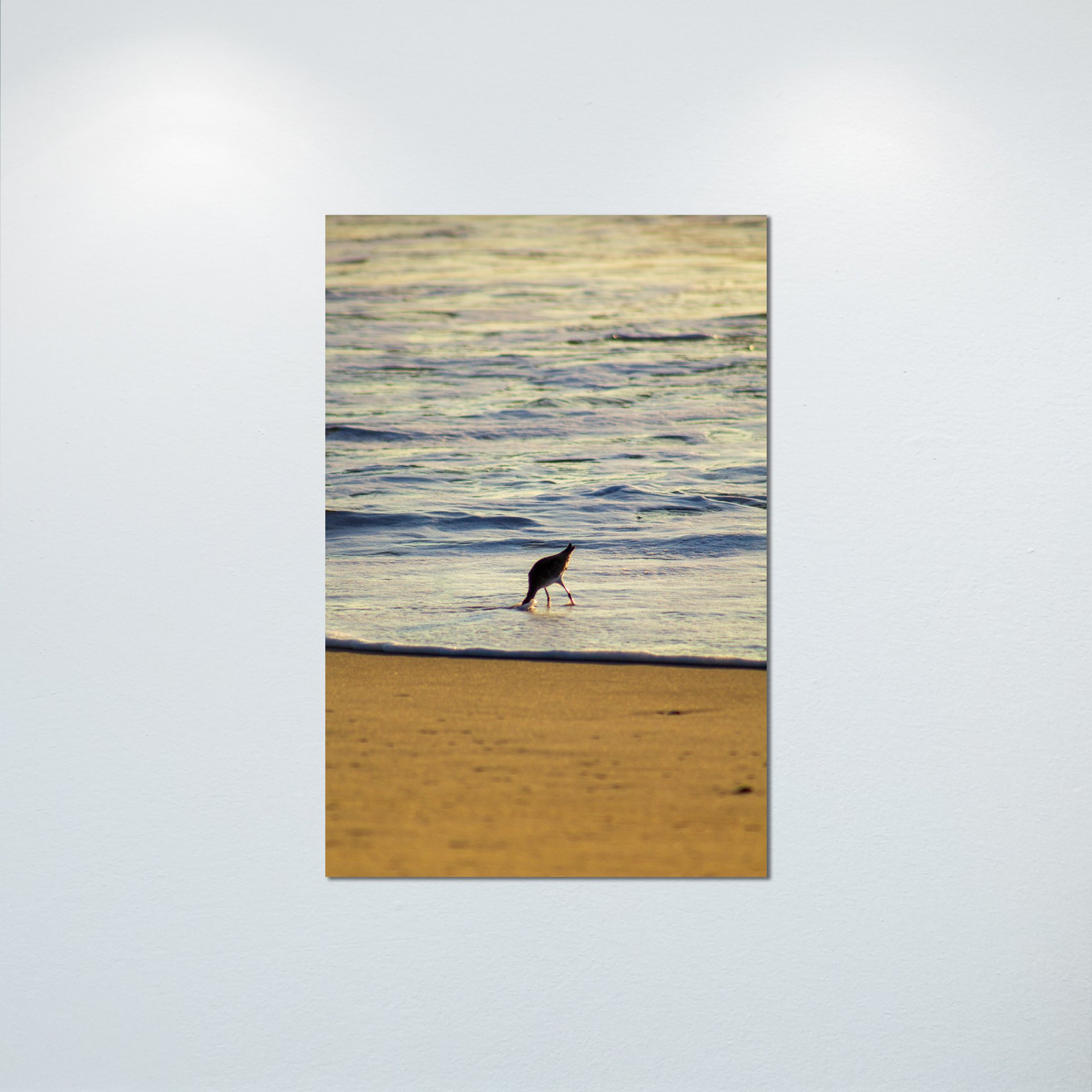 1:1 Willet Hunting- Poster & Canvas.jpg