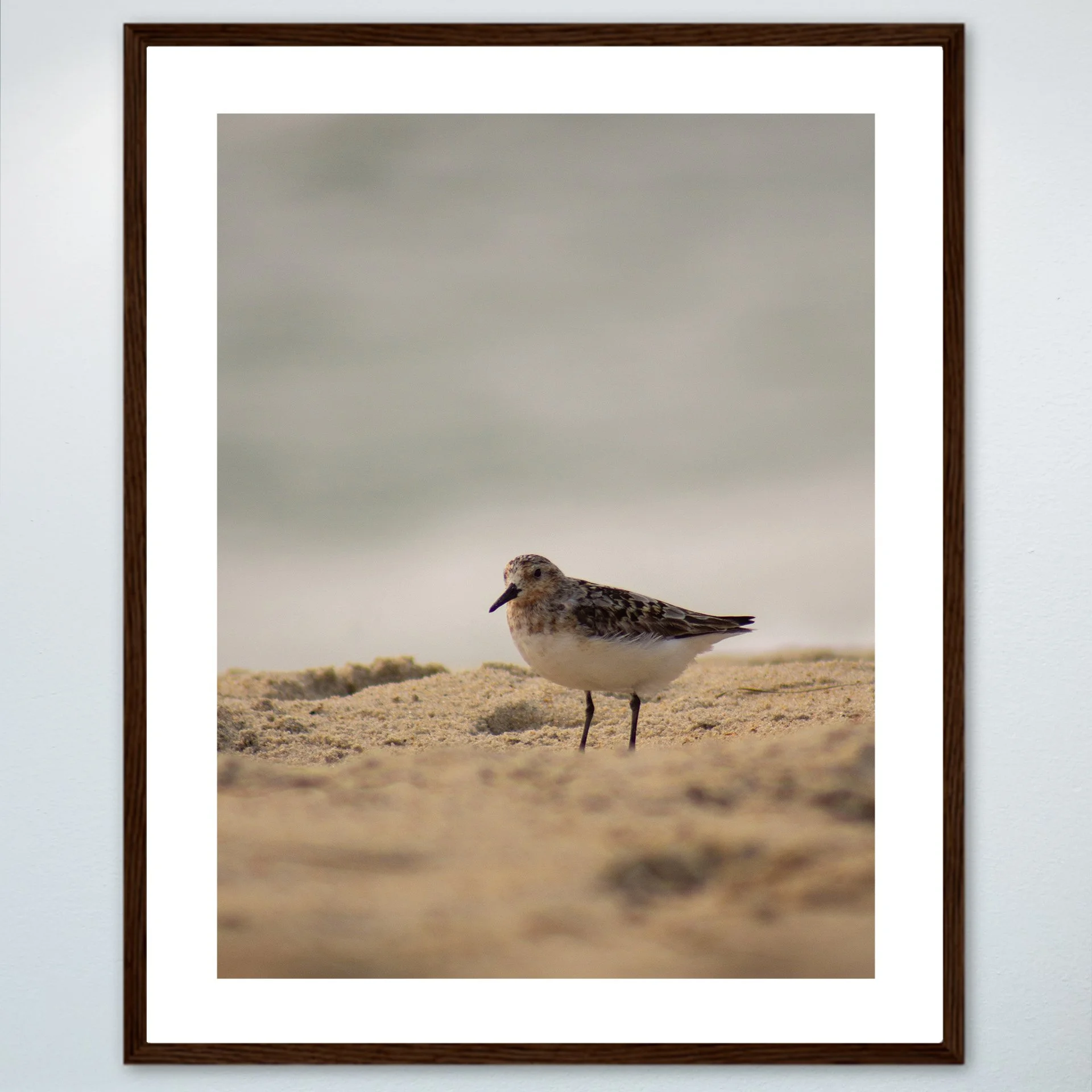 1:10 Sanderling Photoshoot in Rodanthe- Wood w: Border.jpg