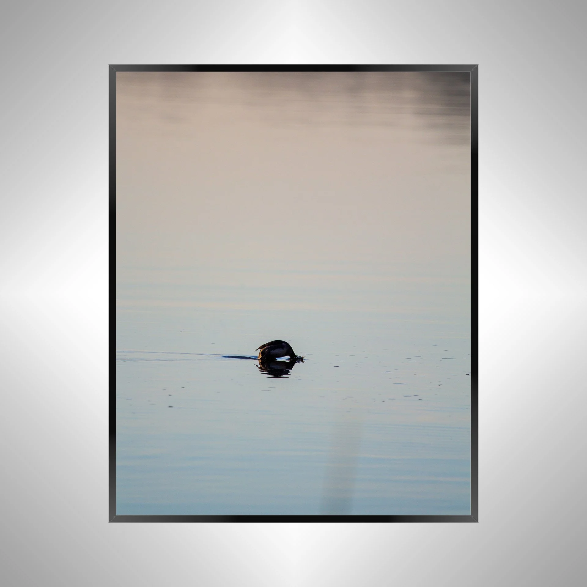 1/1 Bufflehead on Lafayette Diving