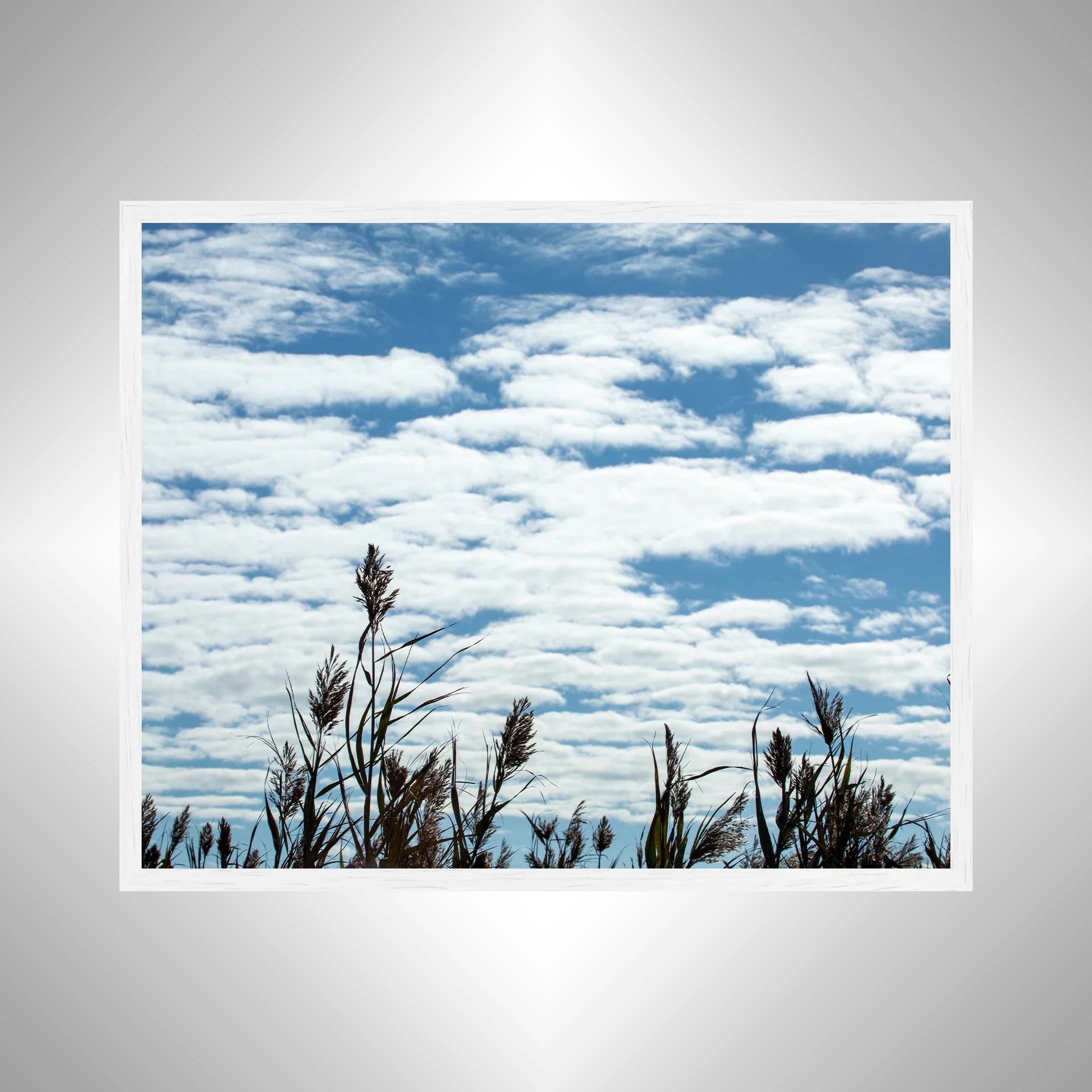 1:1 Back Bay Reeds & Cloudy Sky- White Wood.jpg