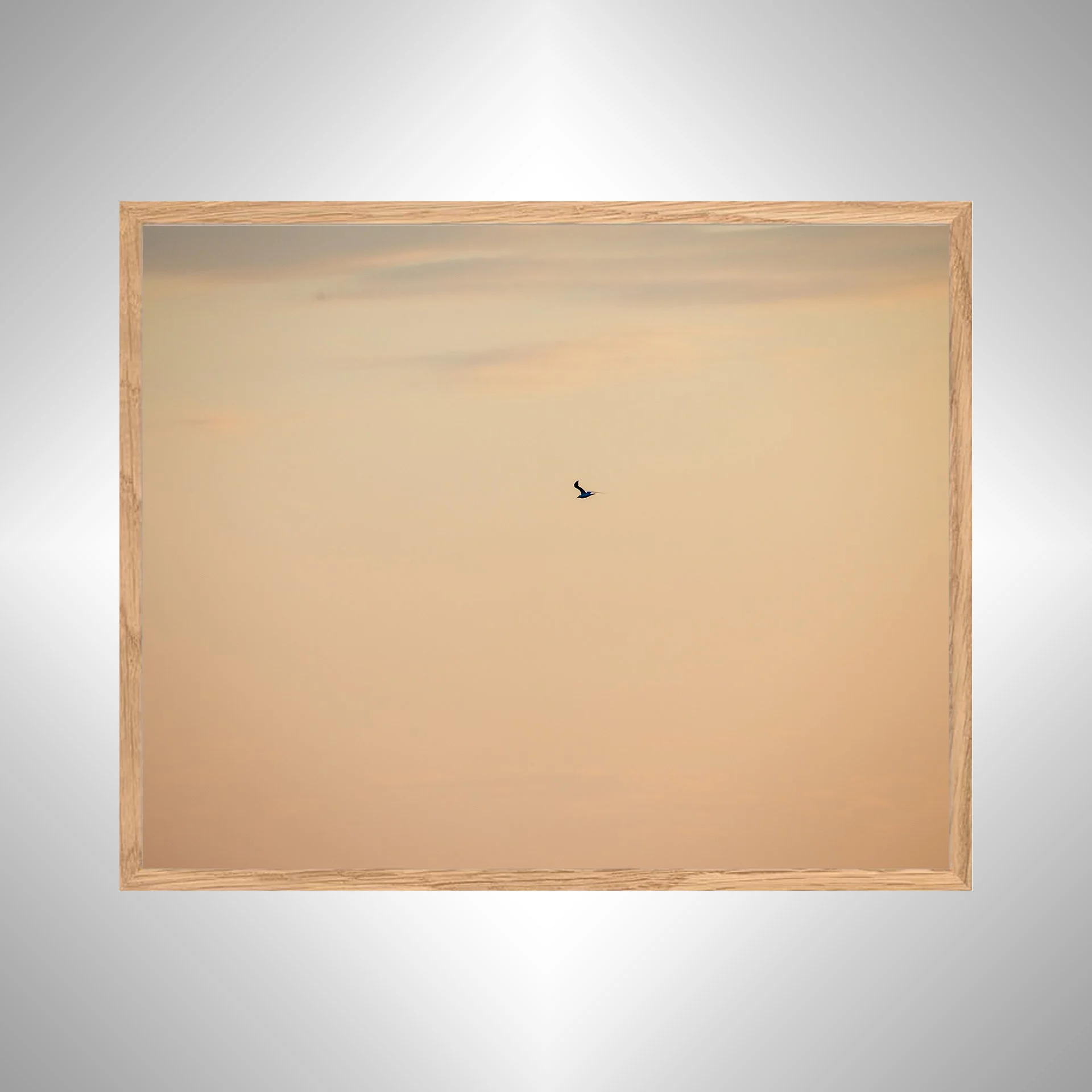 1:1 Orange Seagull- White copy NATTY.jpg