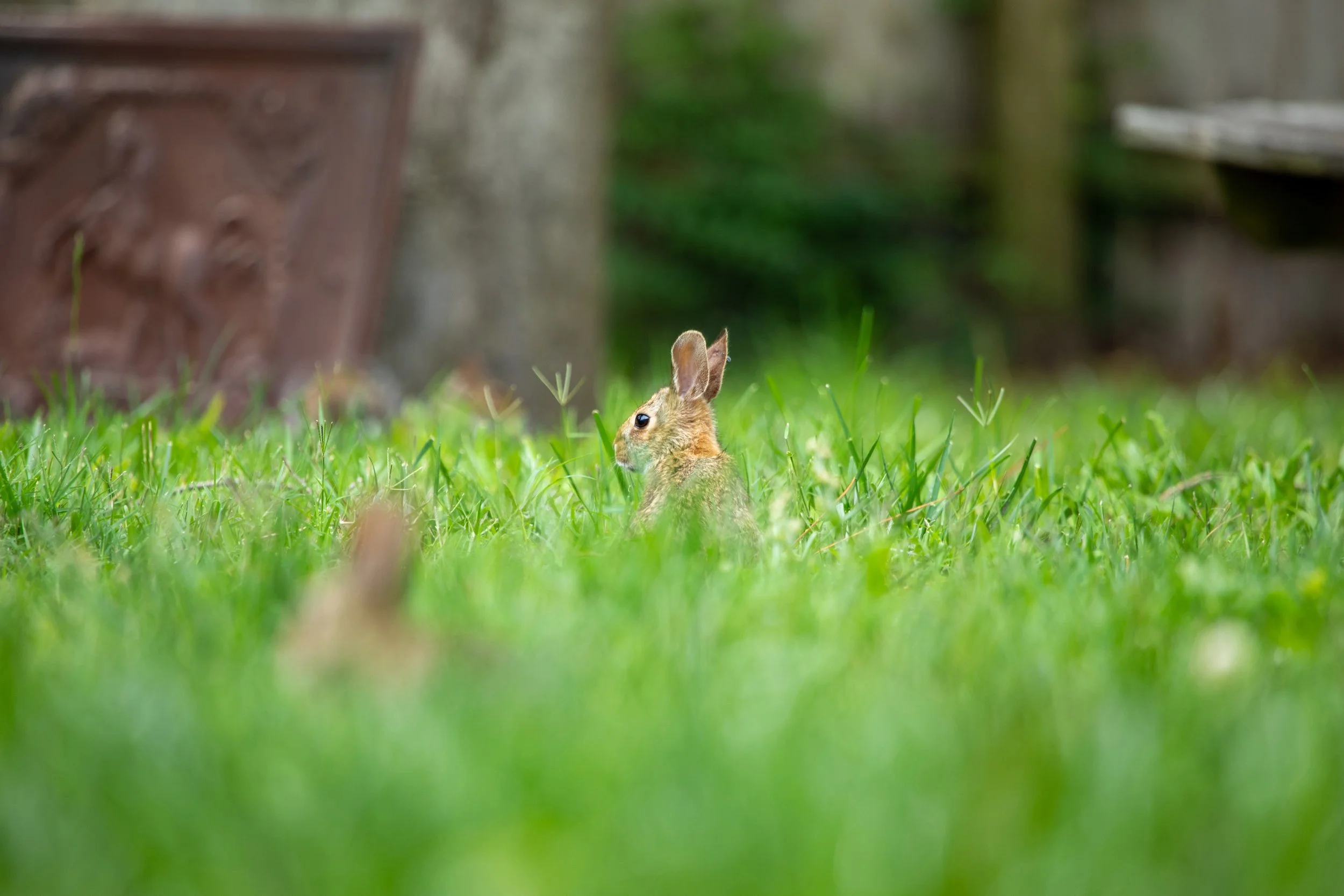 1:1 Standing Bunny.jpg