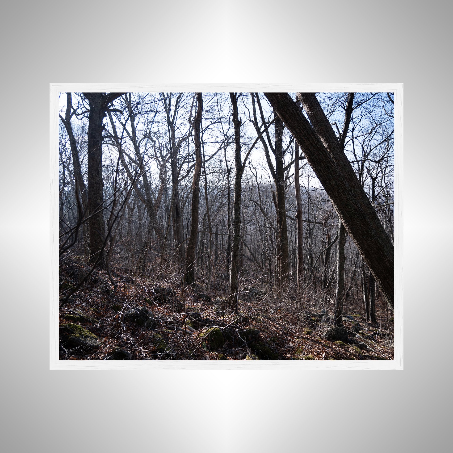 1:1 Shenandoah Trees- White.jpg