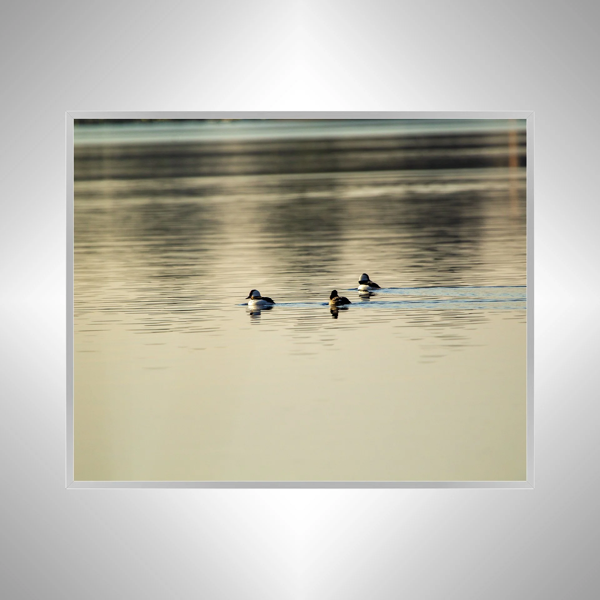 1:1 Bufflehead Family on Lafayette- Silver Metal.jpg