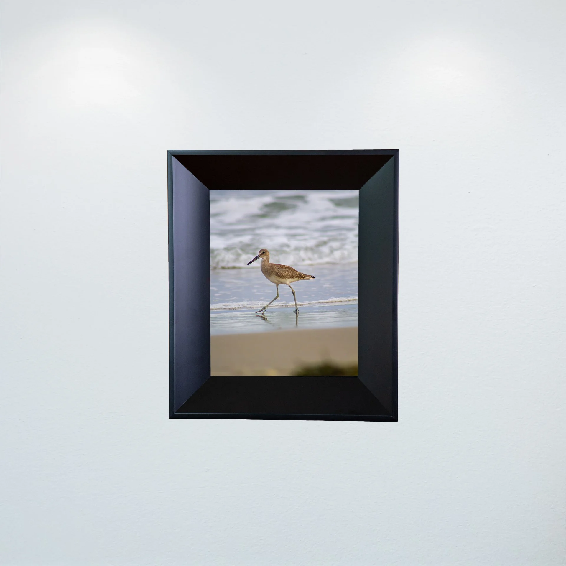 1:1 Willet Walking- Mini.jpg