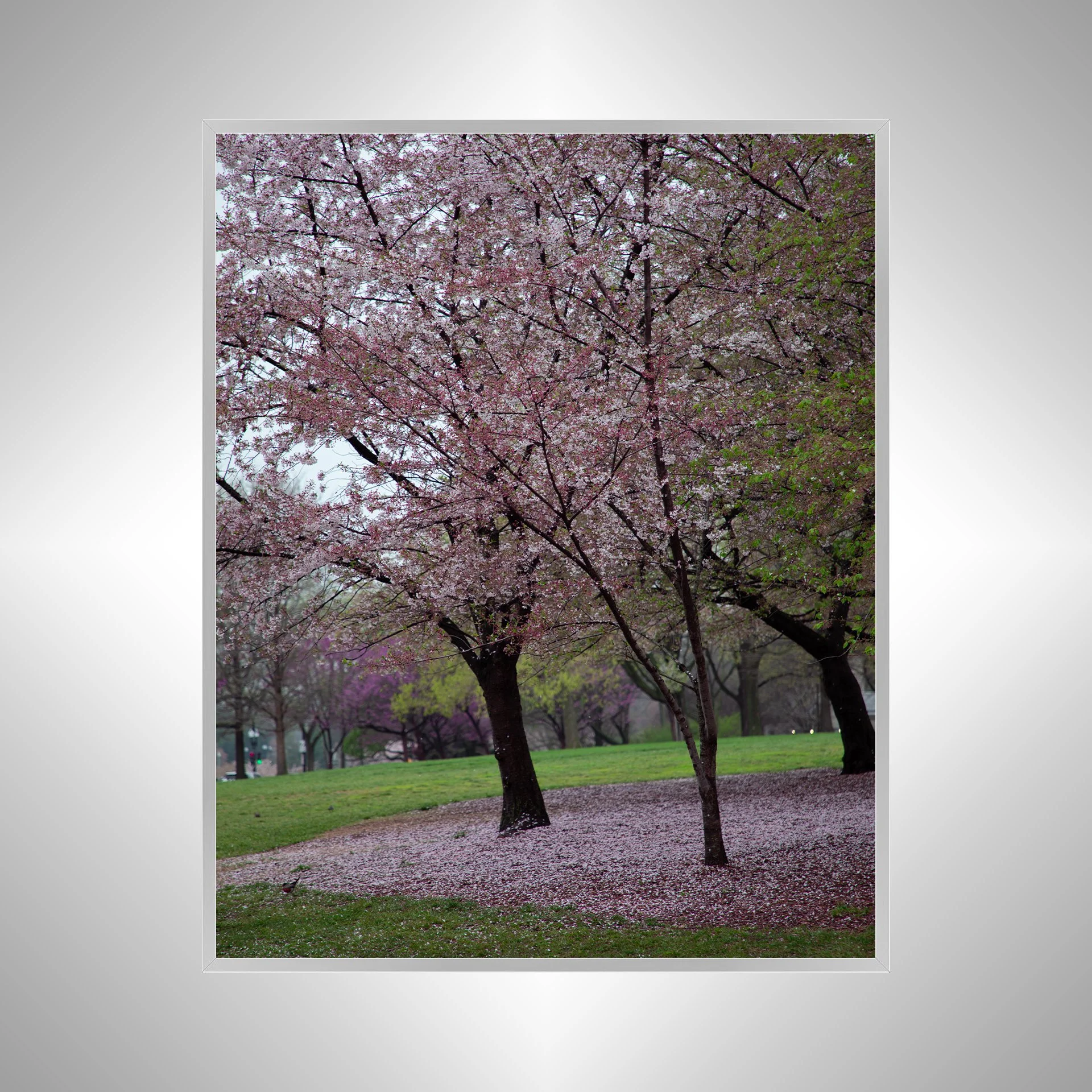 1:1 Fallen Cherry Blossoms- Silver Metal.jpg