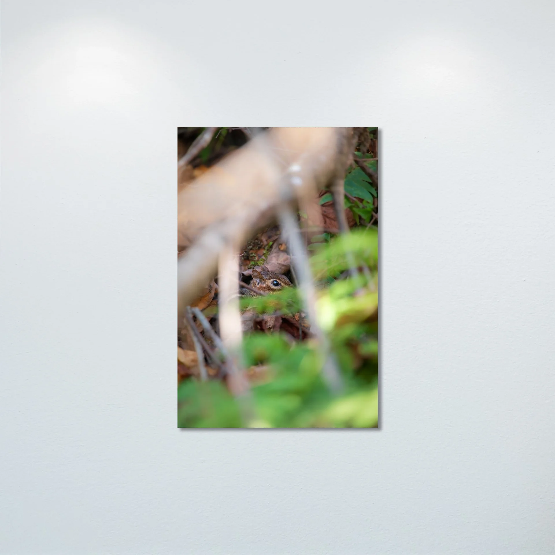 1:1 Shenandoah Mountain Chipmunk thru Foliage- Poster & Canvas.jpg