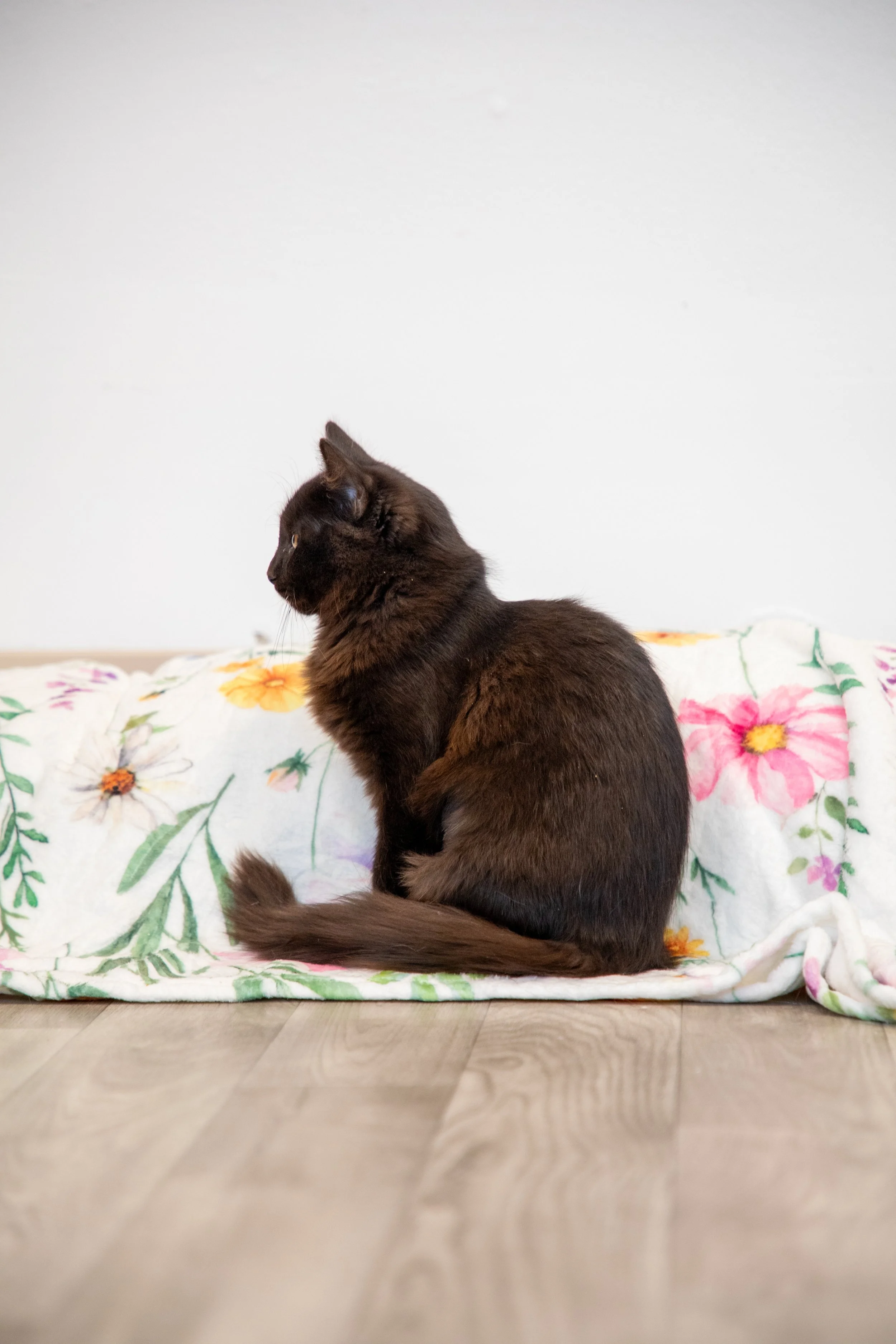 Will Locke Pet Photography- Hope For Life 12:28:2025 25.jpg