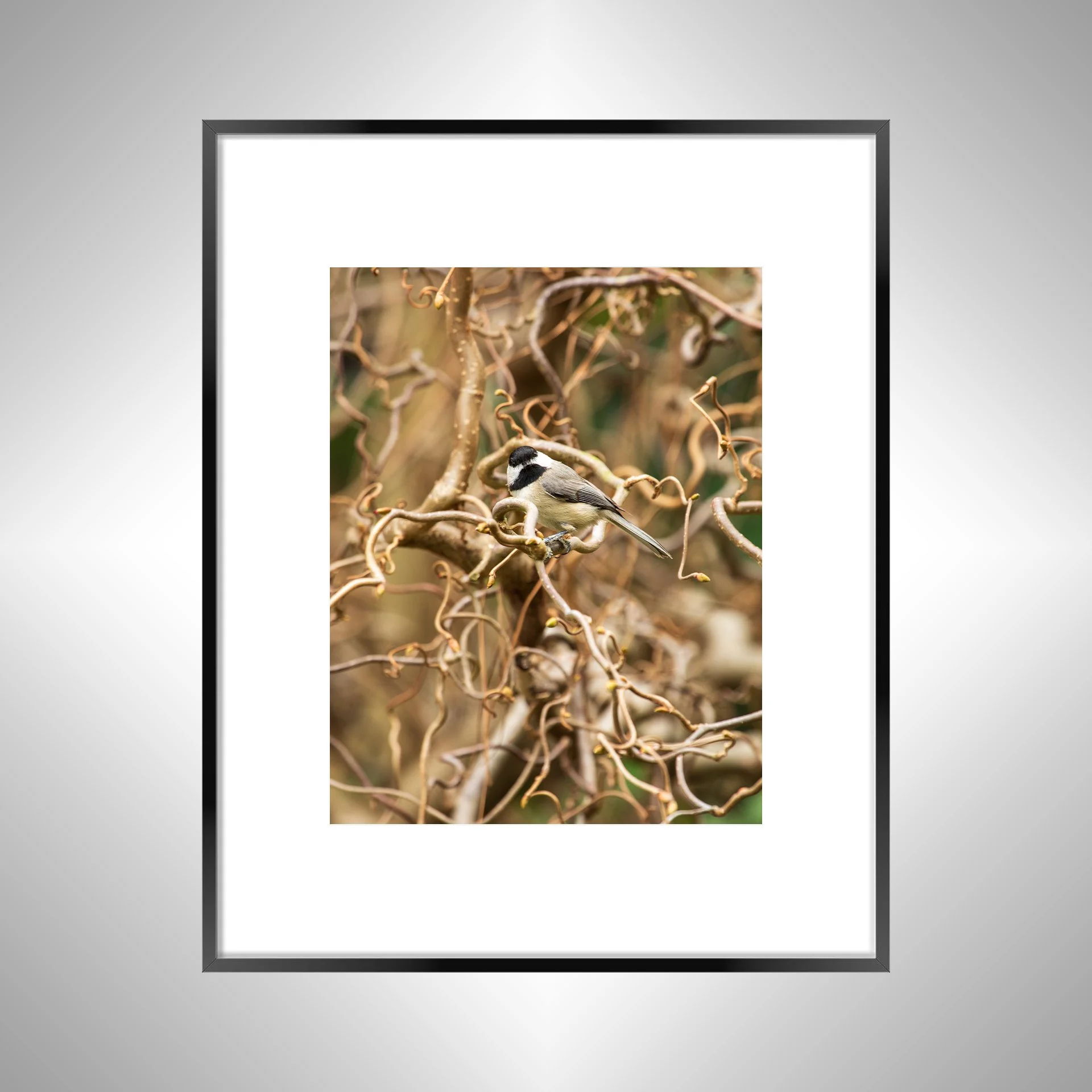 1:1 Carolina Chickadee Staredown- Black Metal w: Border.jpg