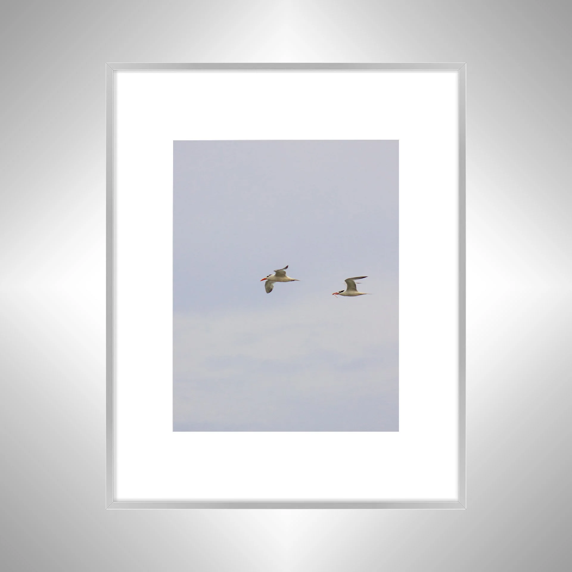 1:1 Trio of Common Tern with Fish- Silver w: Border.jpg