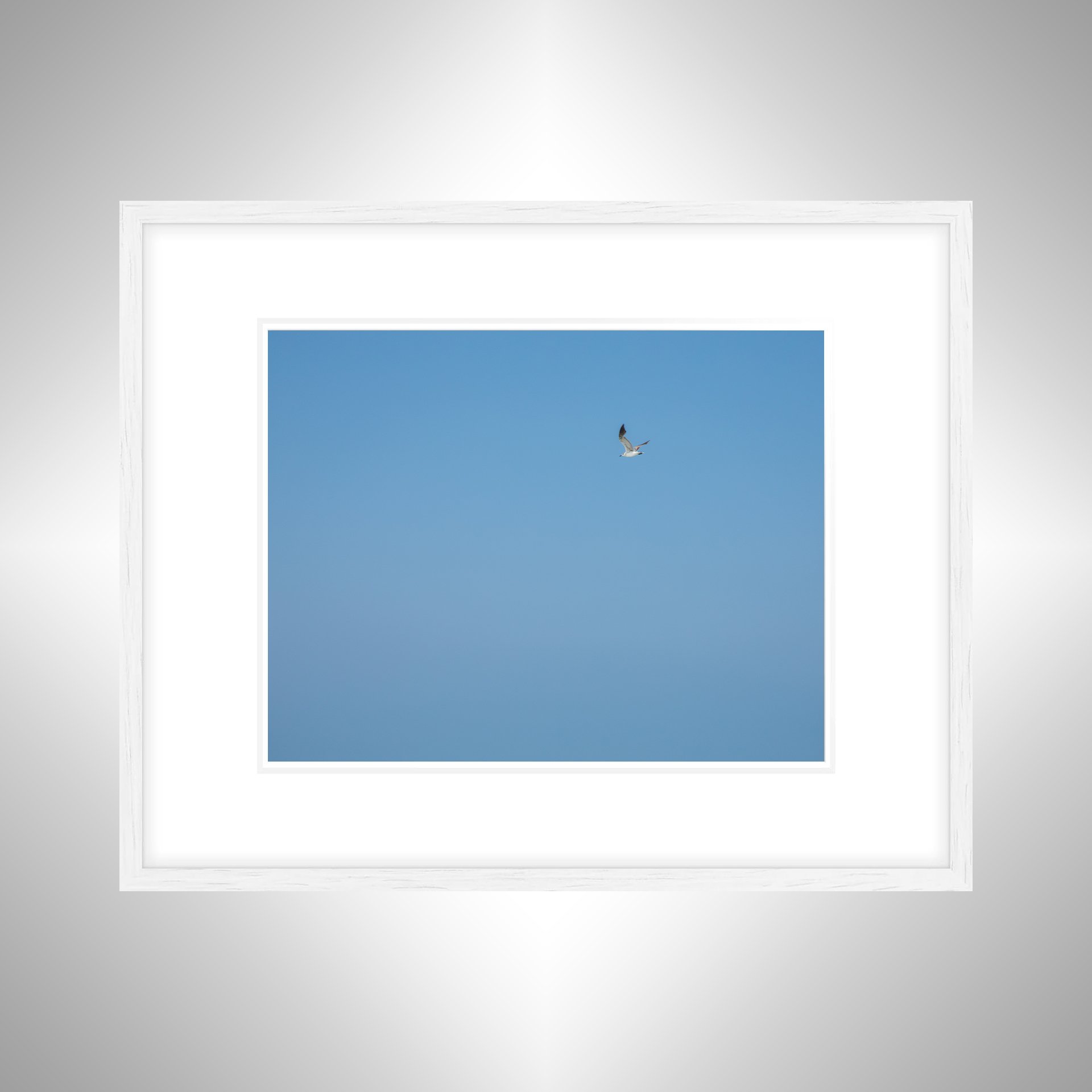 1:10 Blue Sky Seagull- White w: Border.jpg