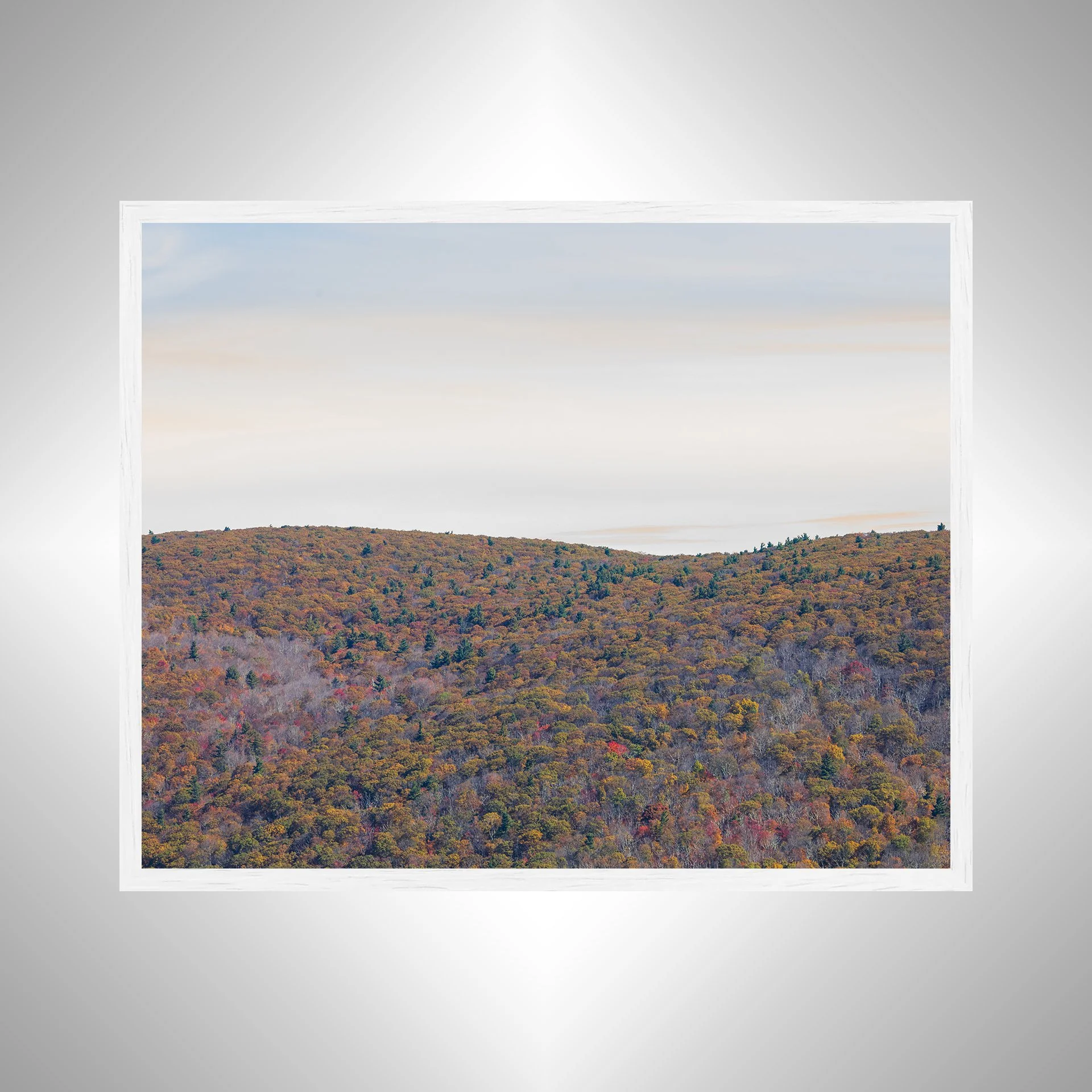 1:1 Shenandoah Mountain Tree Canopy at Fall- White.jpg