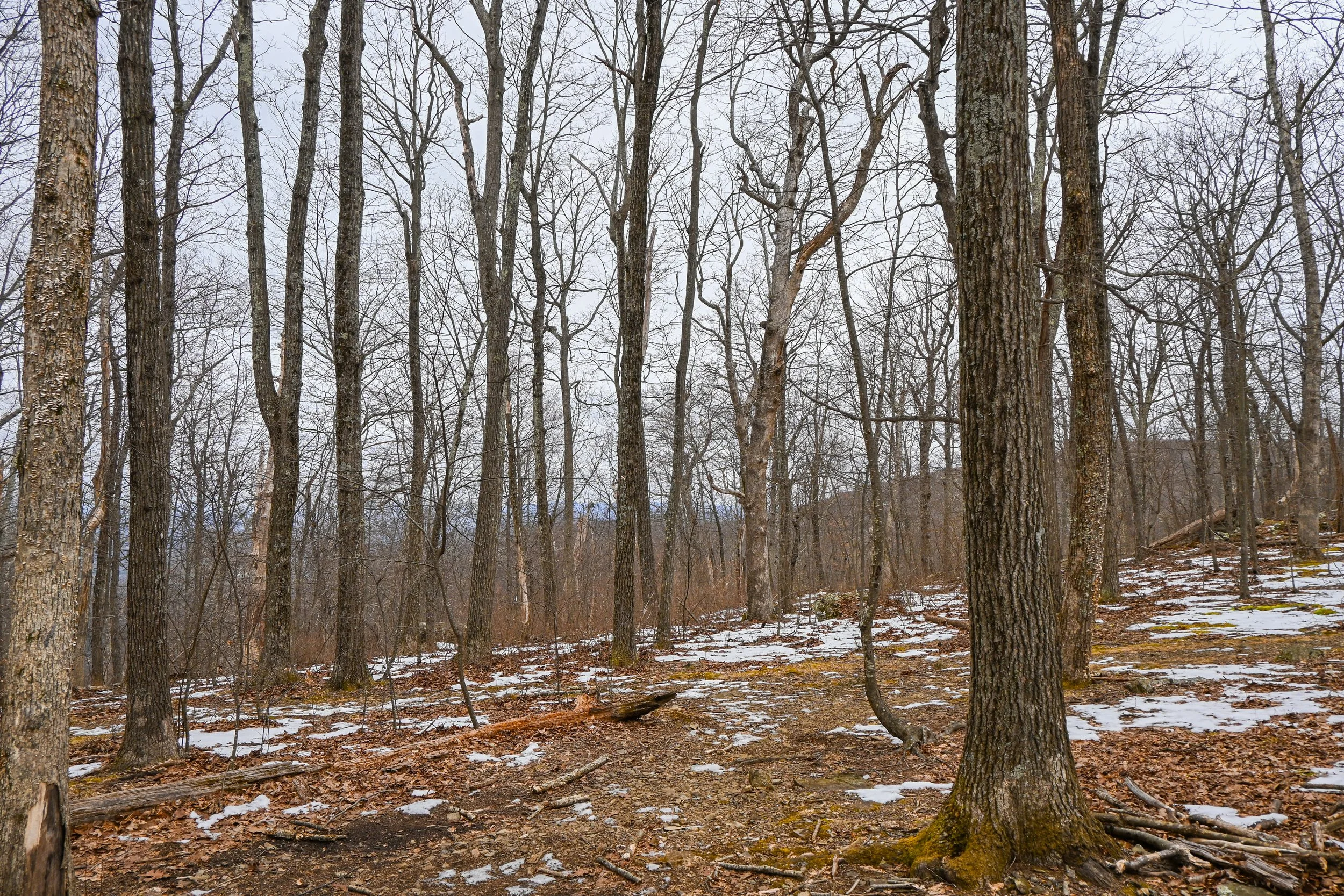 1:10 Nellysford Mountain Trees in Winter.jpg