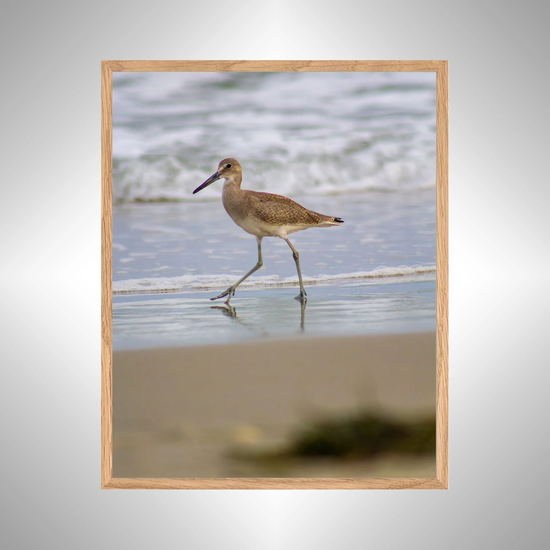 1:1 Willet Walking- White copy NATTY.jpg