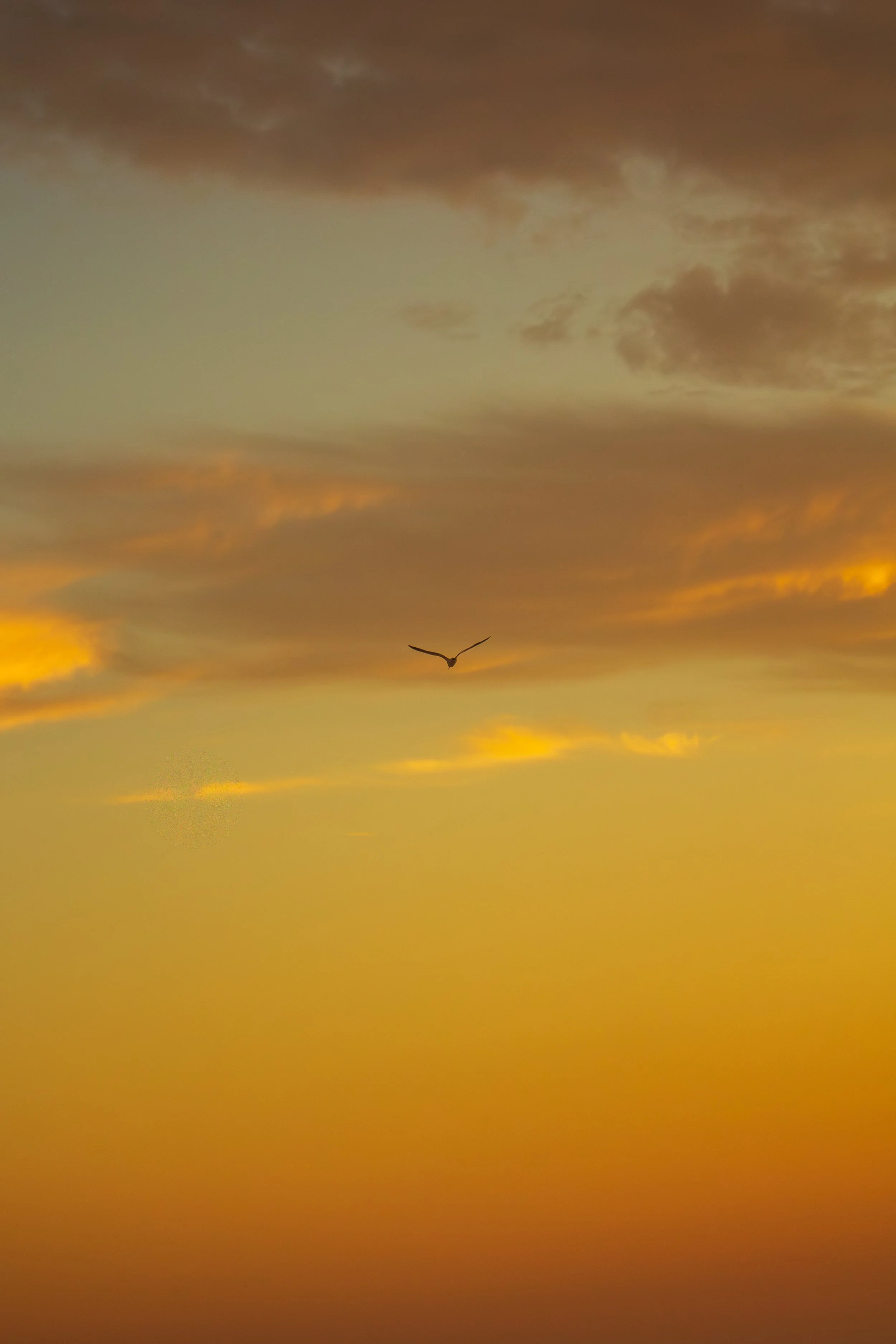 1:1 Seagull Soaring towards Clouds & Sunrise Gradient.jpg