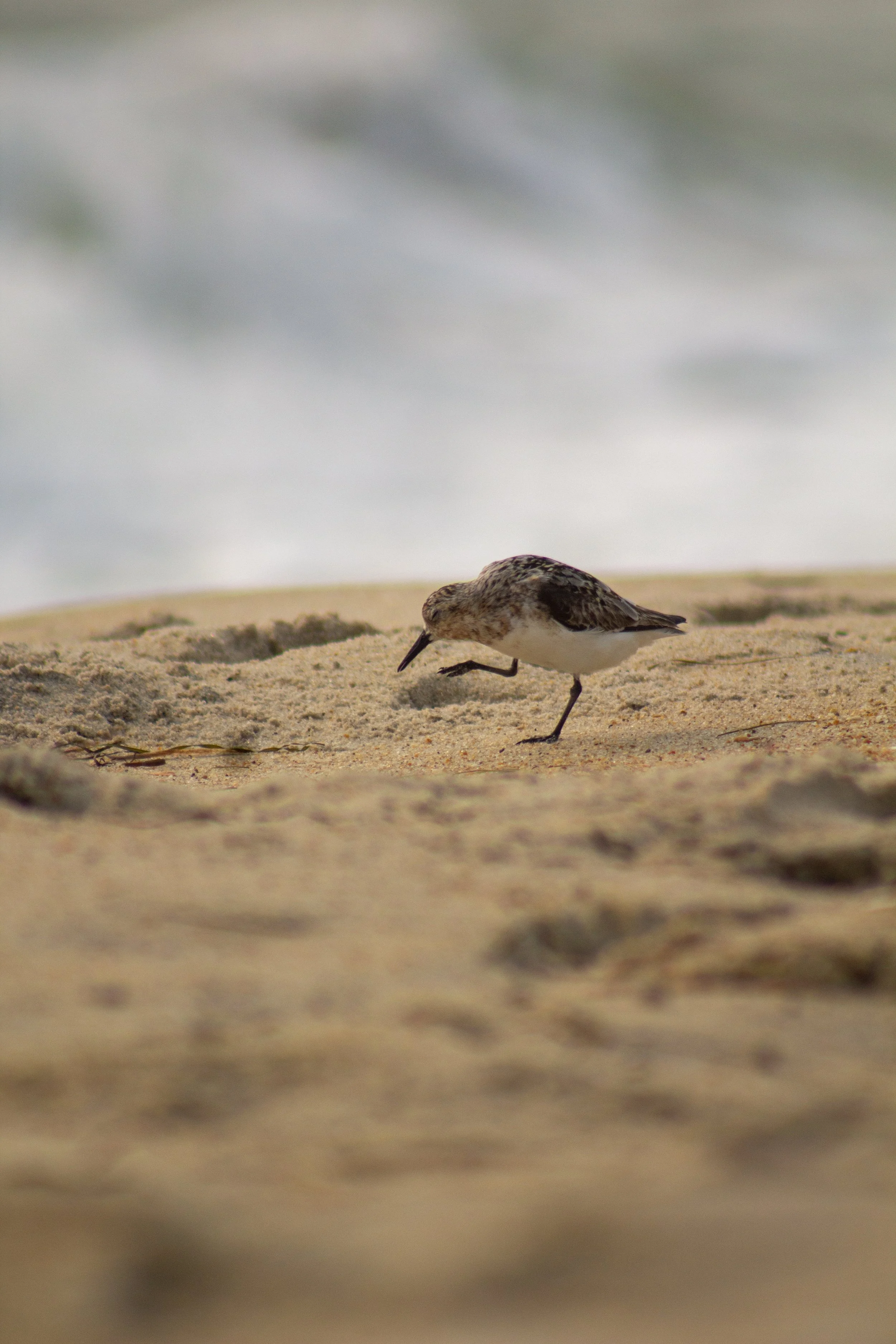 1:1 Itchy Willet.jpg