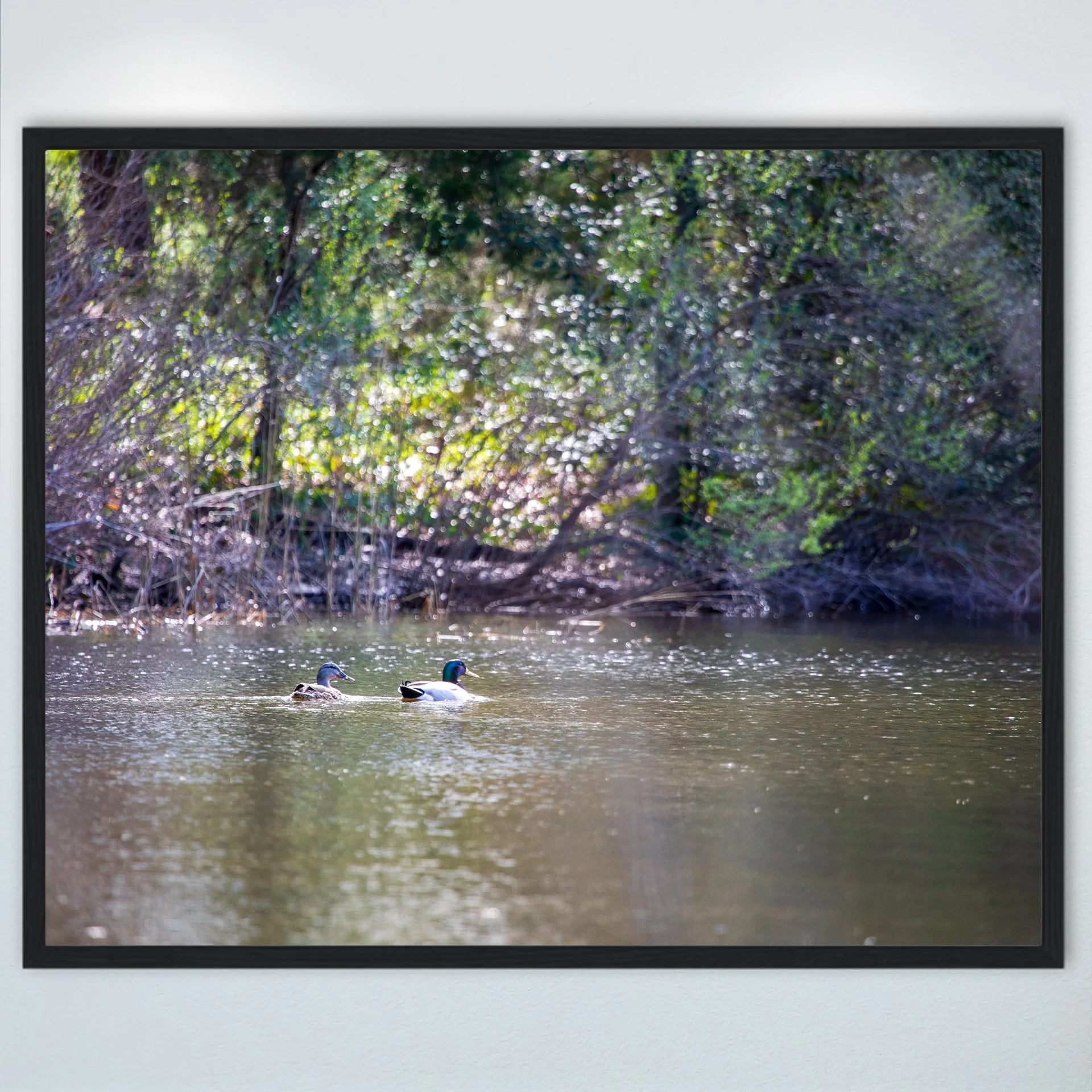 1:10 Duck Couple at First Landing Statepark- Wood.jpg