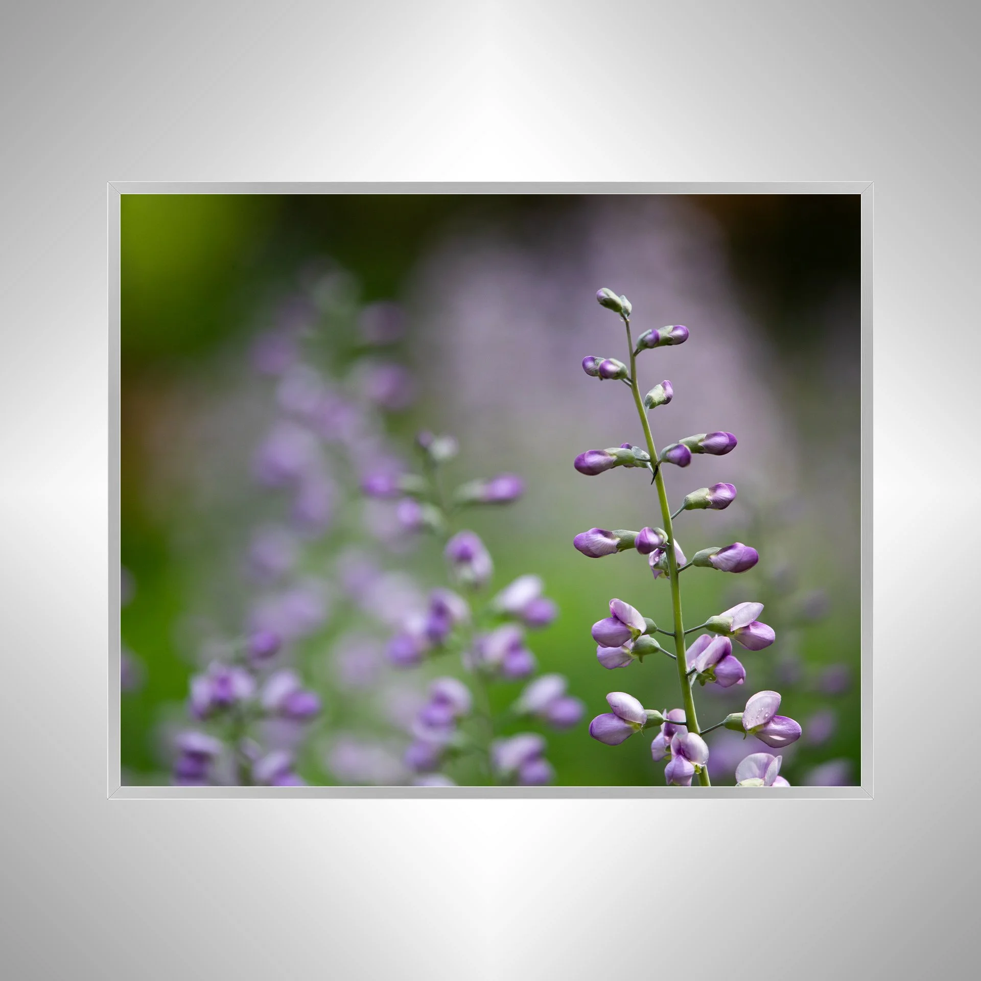 1:10 Baptisia 'Purple Smoke'- Silver.jpg