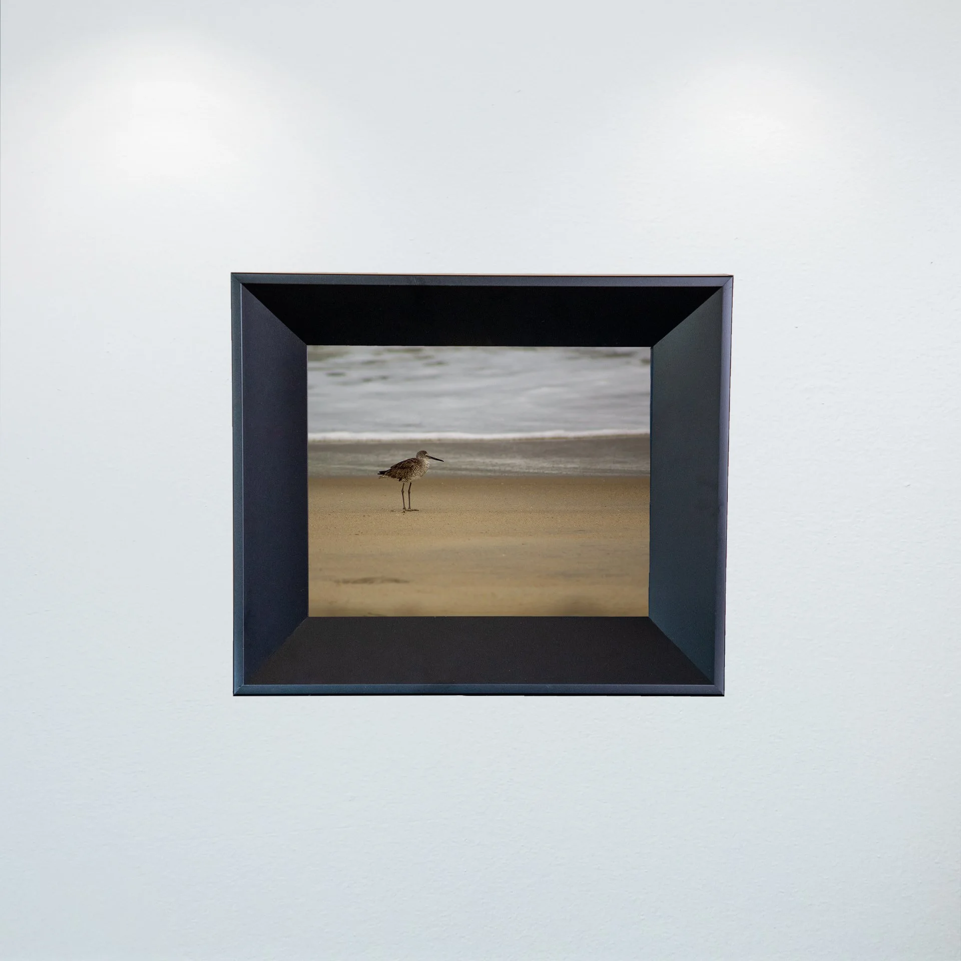 1:10 Willet on Beach- Mini.jpg