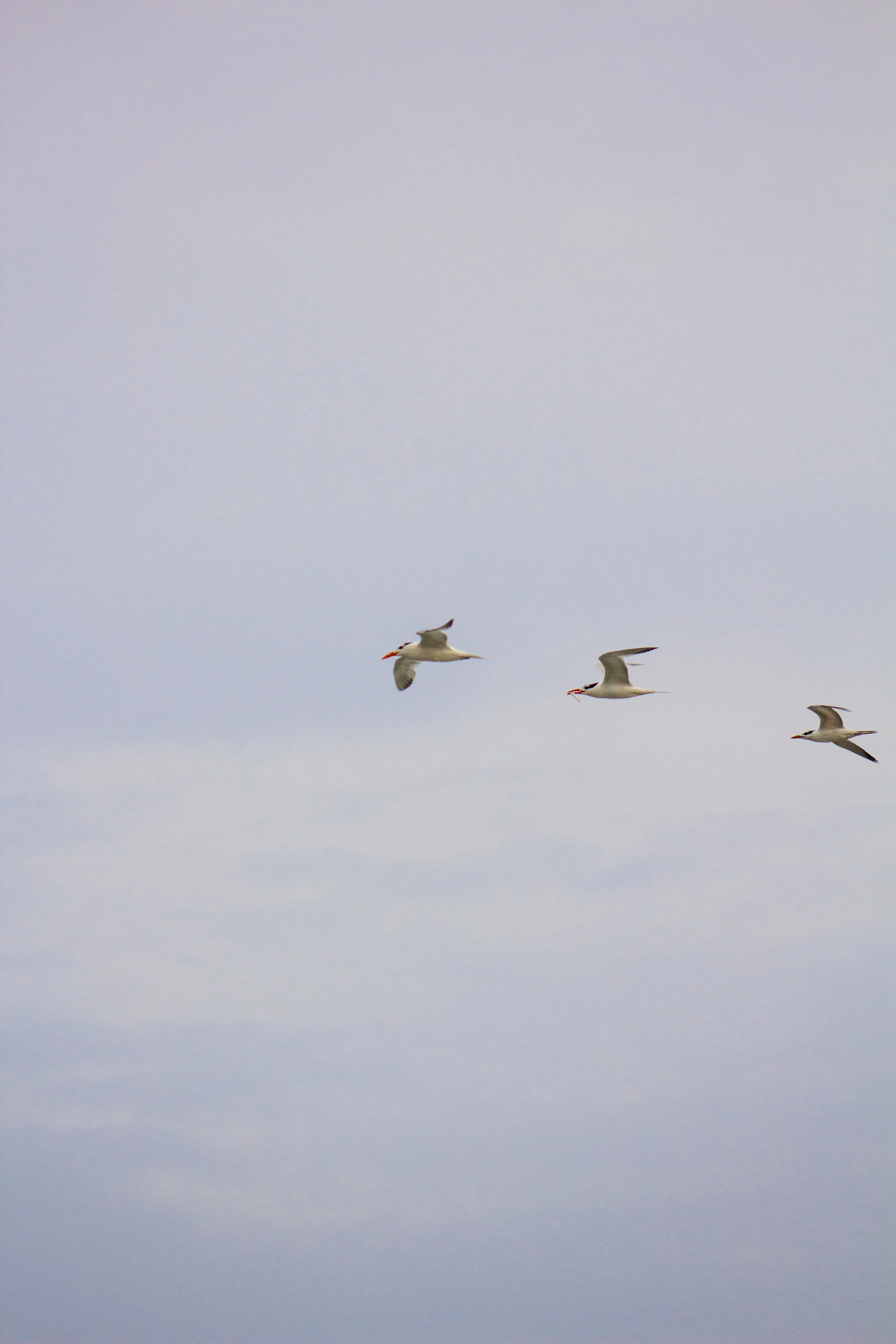 1:1 Trio of Common Tern with Fish.jpg