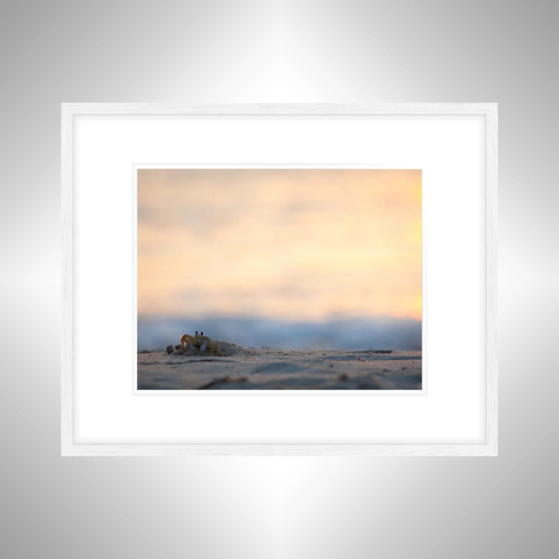 1:1 Ghost Crab Profile- White Wood w: Border.jpg