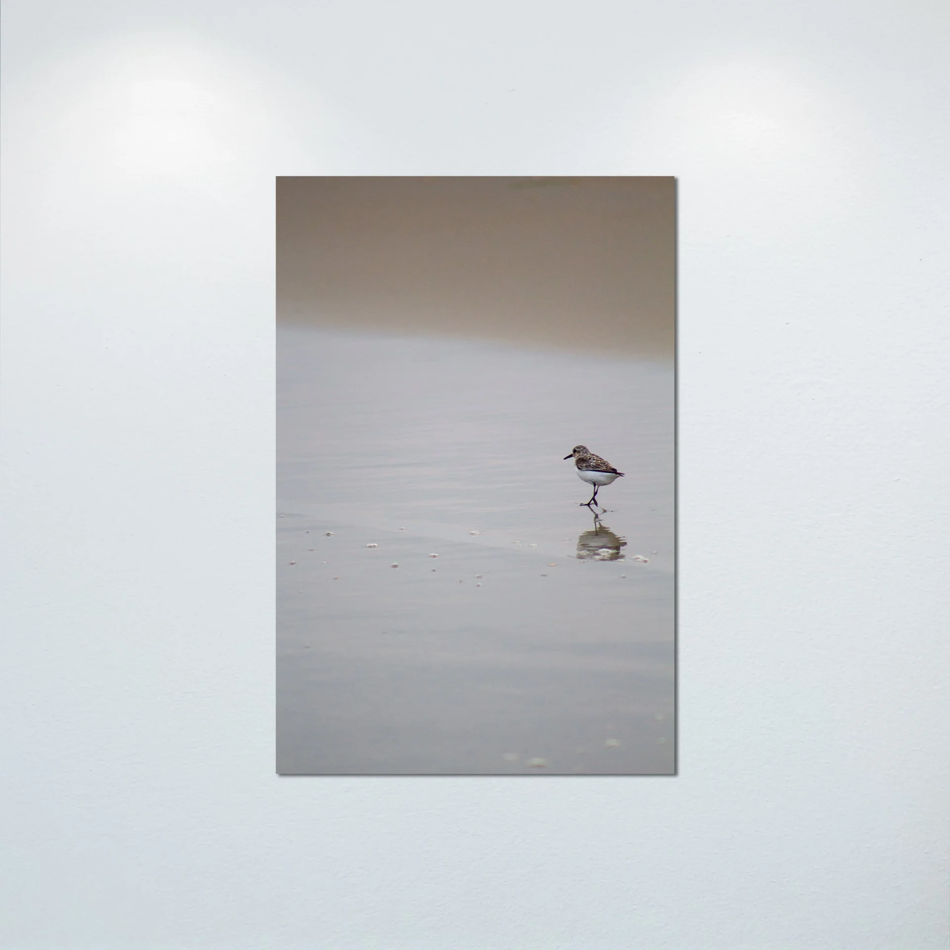1:1 Sanderling Reflection- Poster & Canvas.jpg