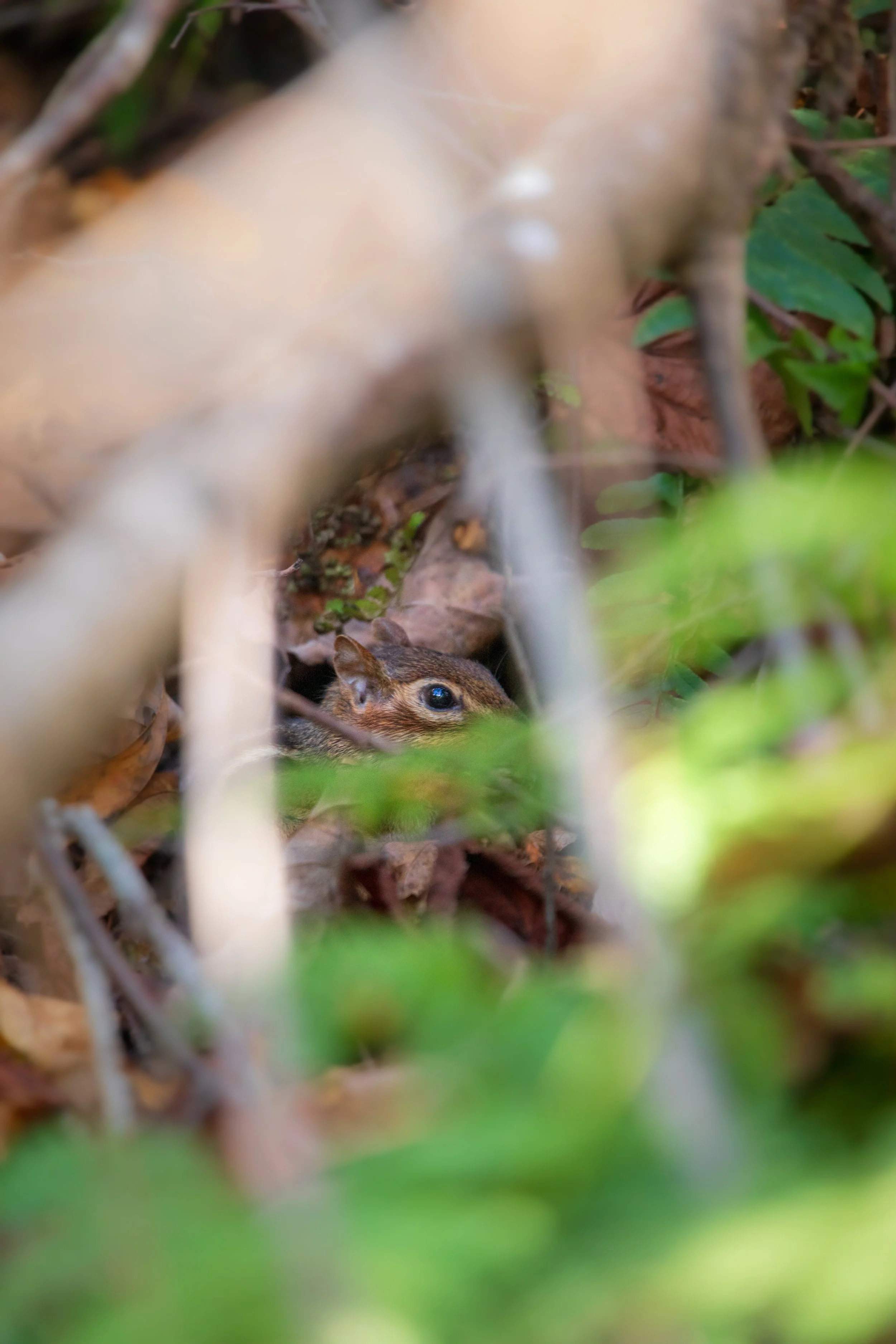 1:1 Shenandoah Mountain Chipmunk thru Foliage.jpg
