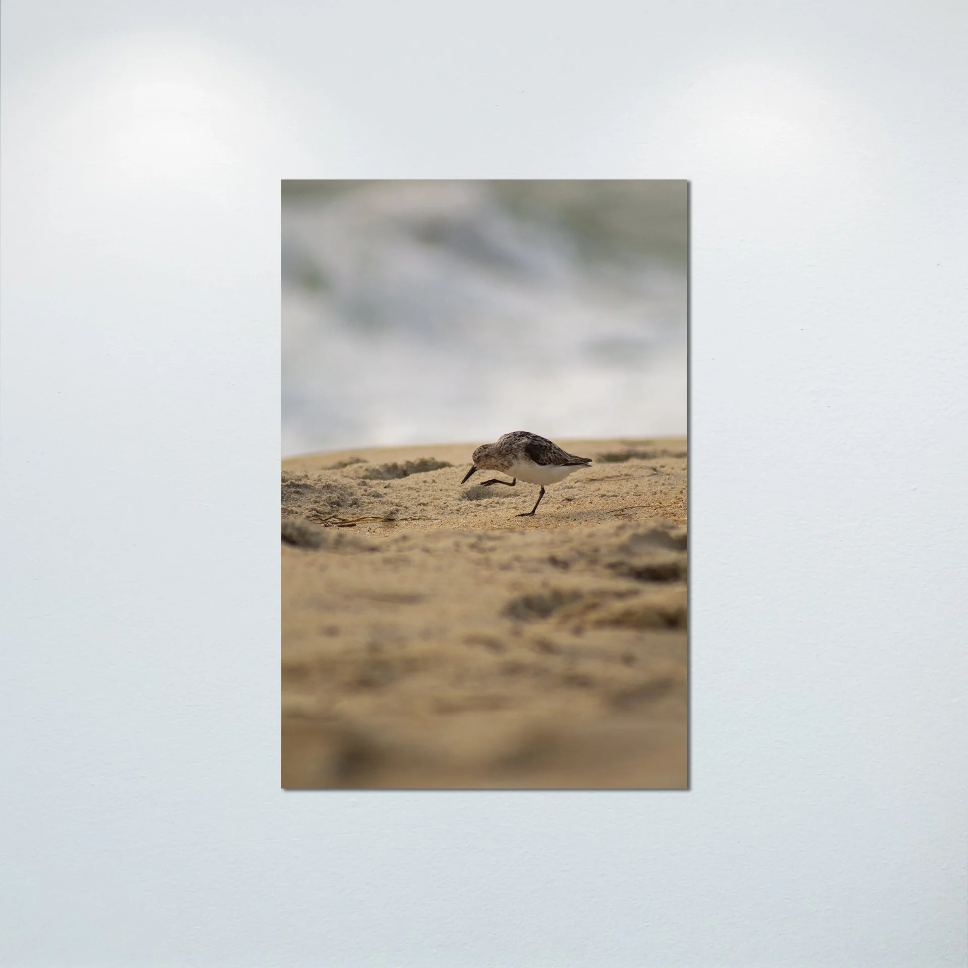 1:1 Rodanthe Sanderling Itching- Poster & Canvas.jpg