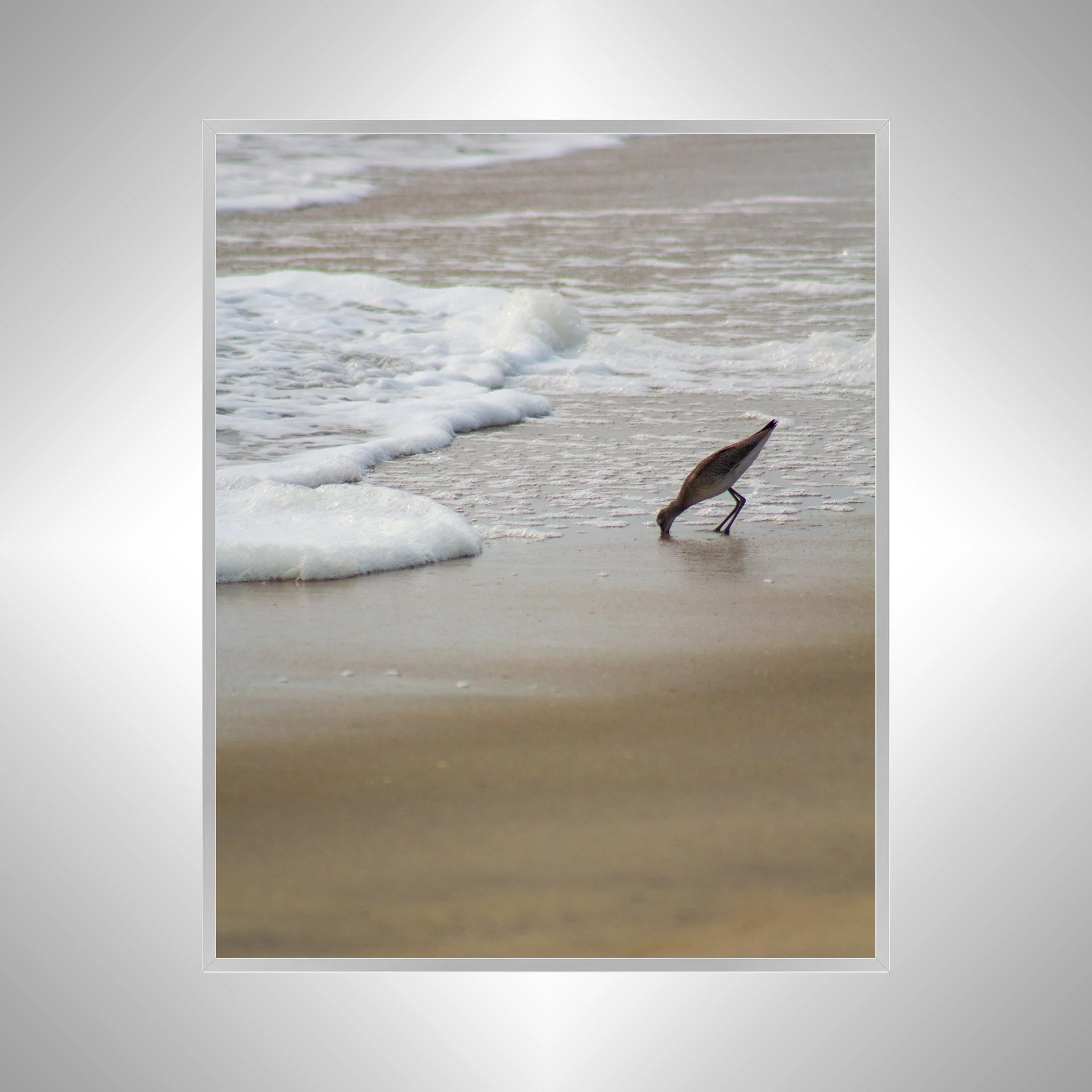 1:1 Willet at Beach Eating- Silver.jpg