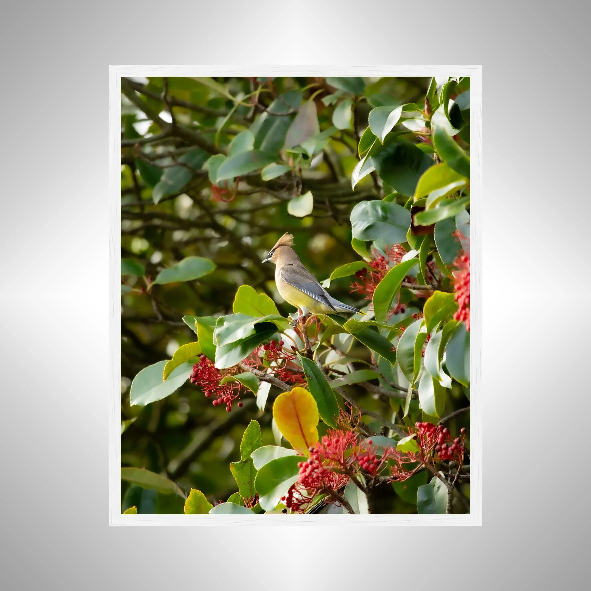 1:10 Cedar Waxwing Perched- White.jpg