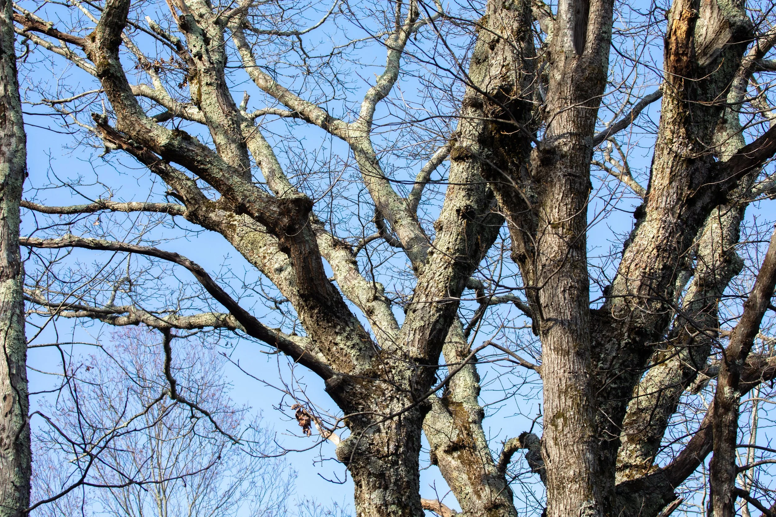 1:1 Trees at the Shenandoah National Park.jpg
