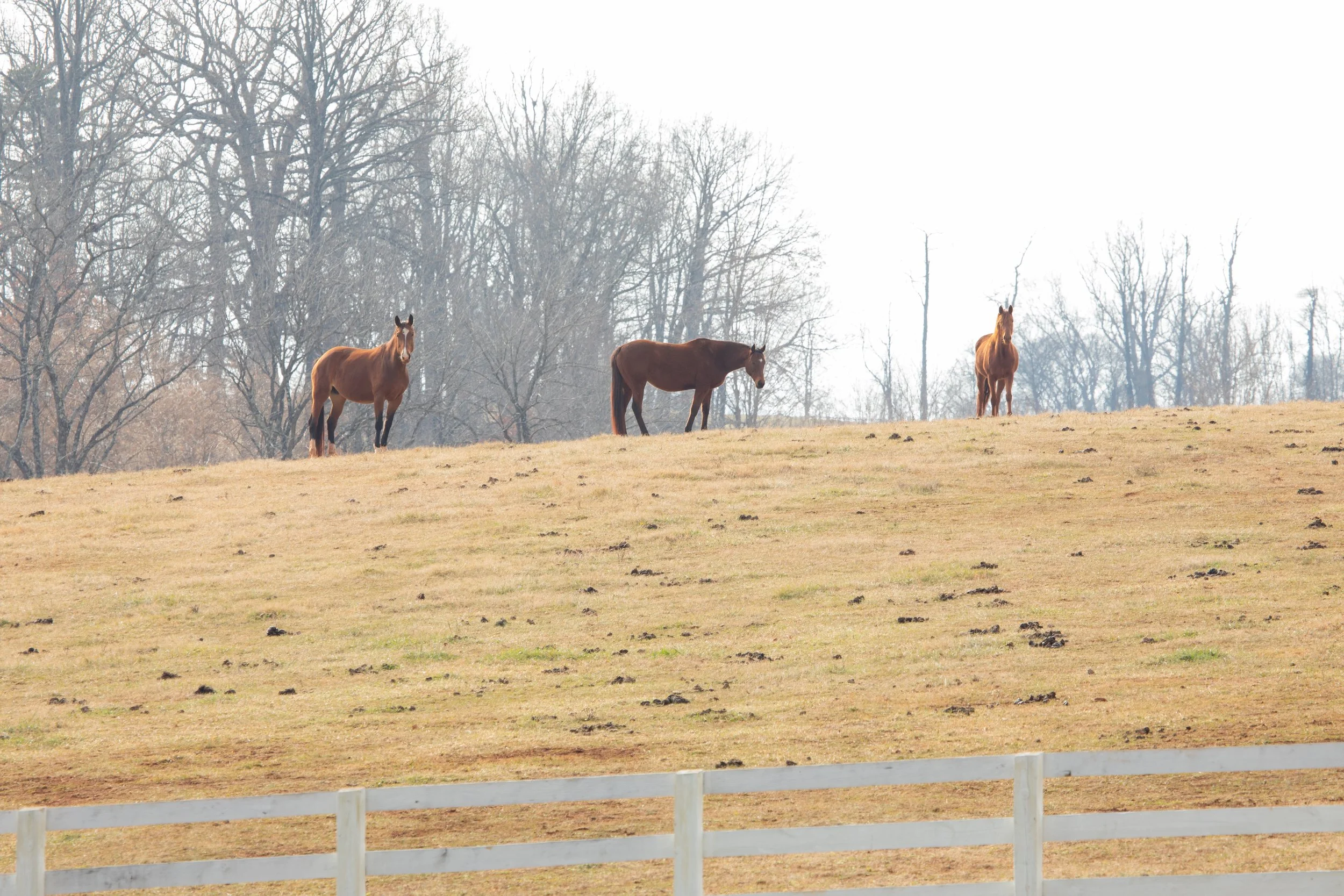 1:10 Horse Hill.jpg