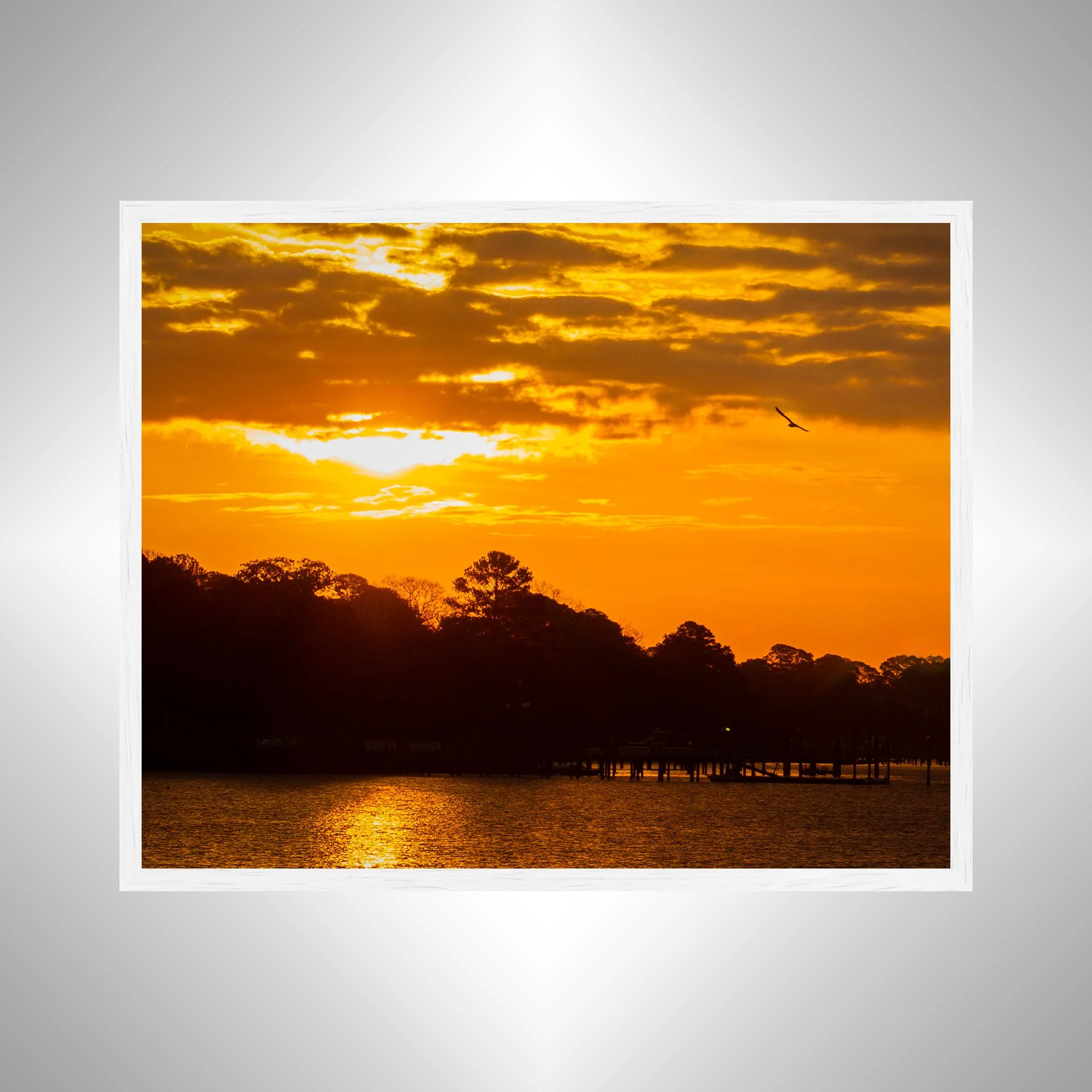 1:1 Bird at Sunrise on the Lafayette River- White Wood.jpg