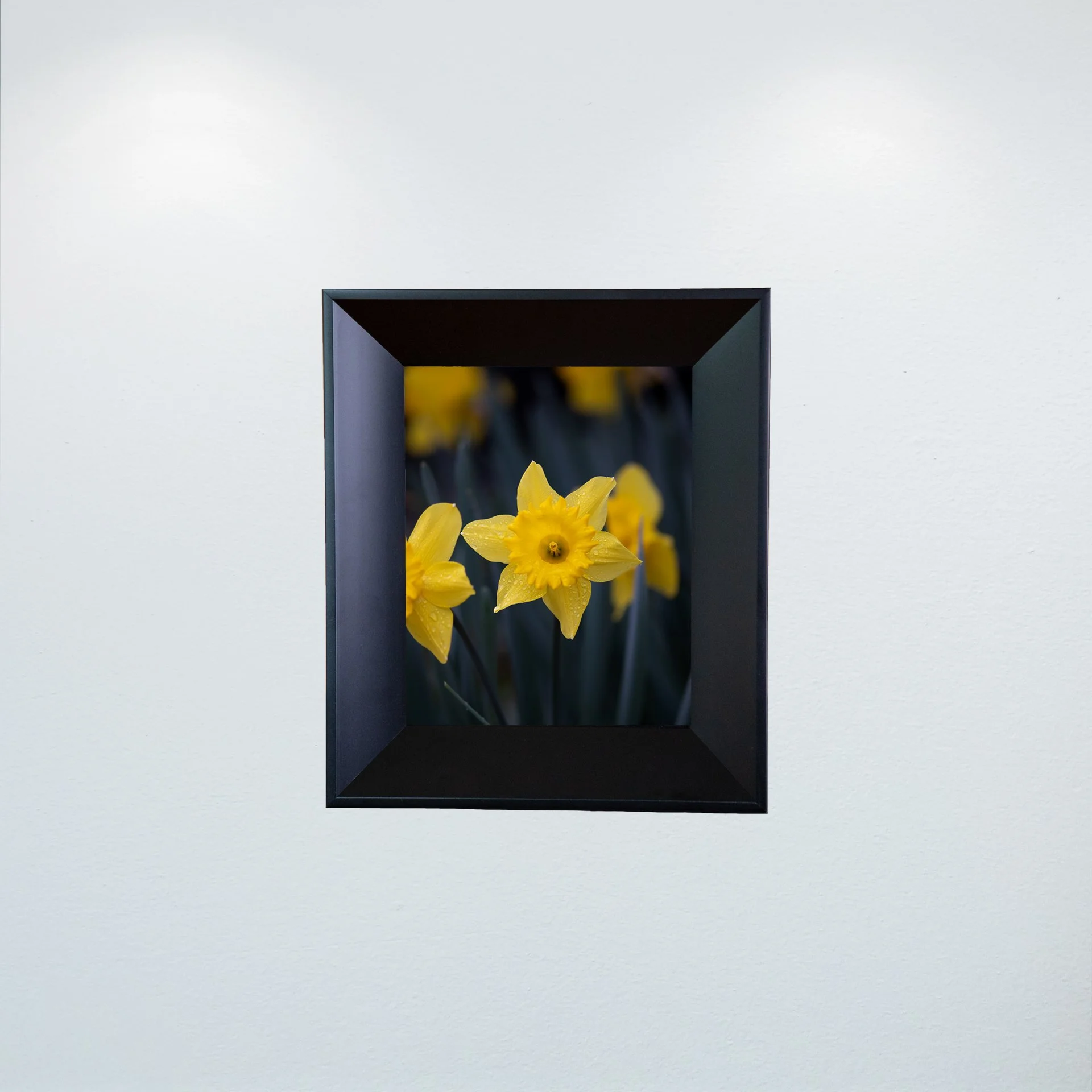 1:10 Yellow King Alfred Daffodil Narcissus- Mini.JPG