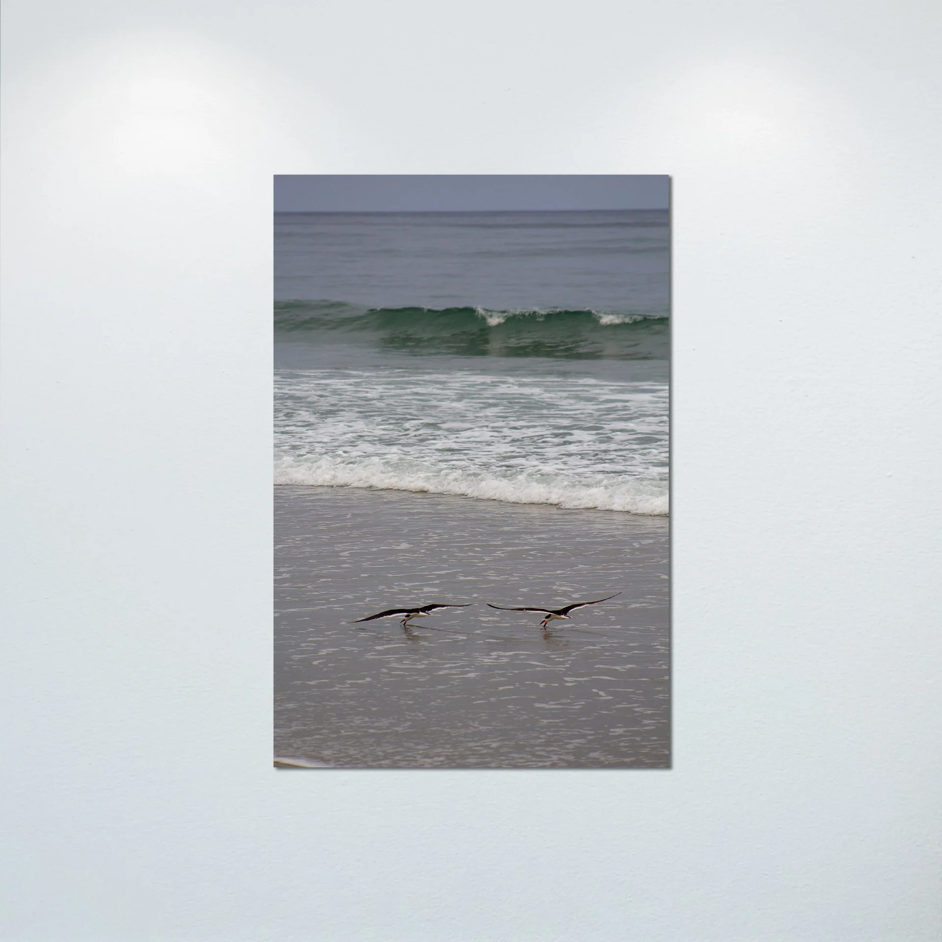 1:1 Oyster Catcher Couple Hunting in Carova- Poster & Canvas.jpg