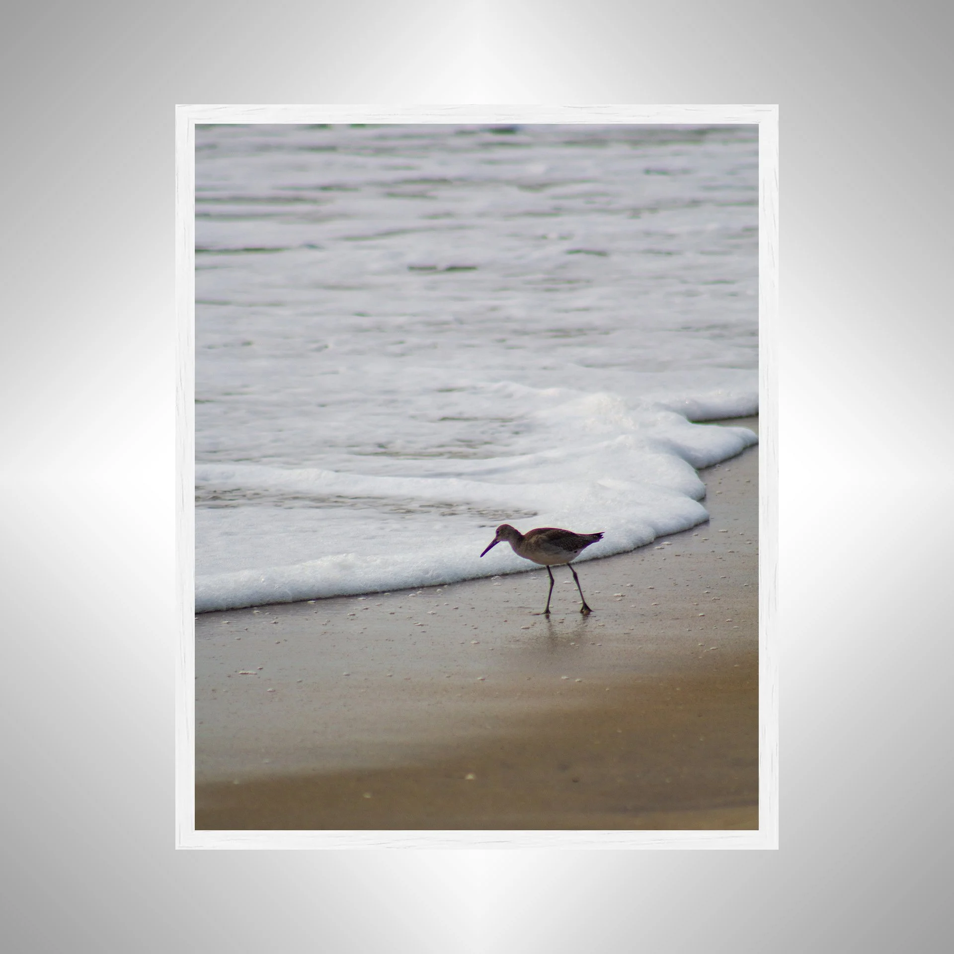 1:10 Willet at Beach Searching-w.jpg