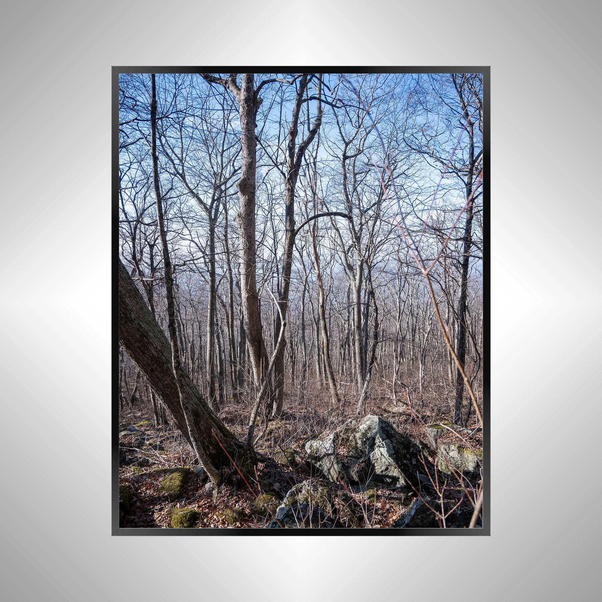 1/1 Shenandoah National Park Forest during Winter